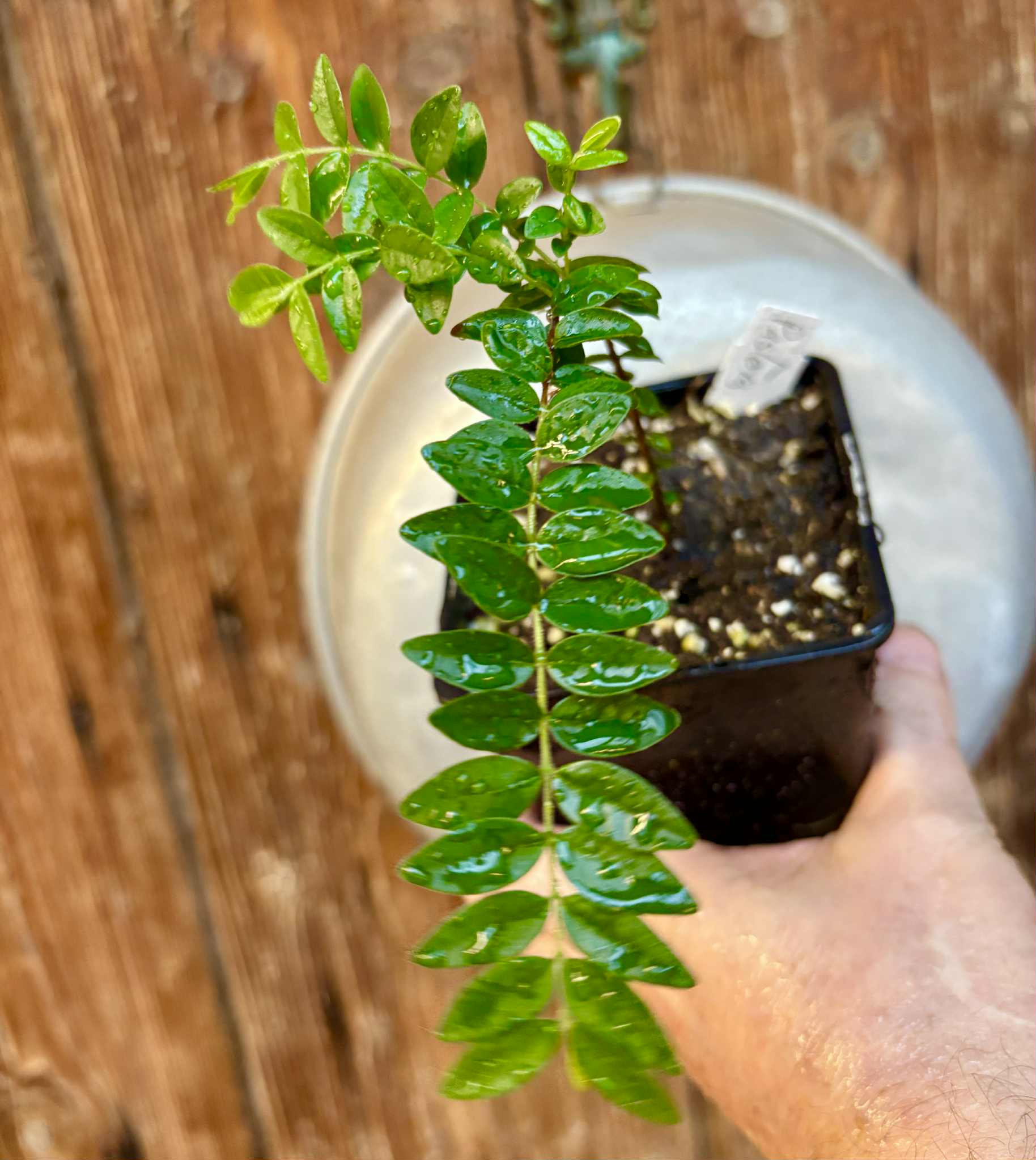 Myrciaria sp Pastora - 1 potted seedling / 1 getopfter Sämling Myrciaria sp Pastora - 1 potted seedling / 1 getopfter Sämling