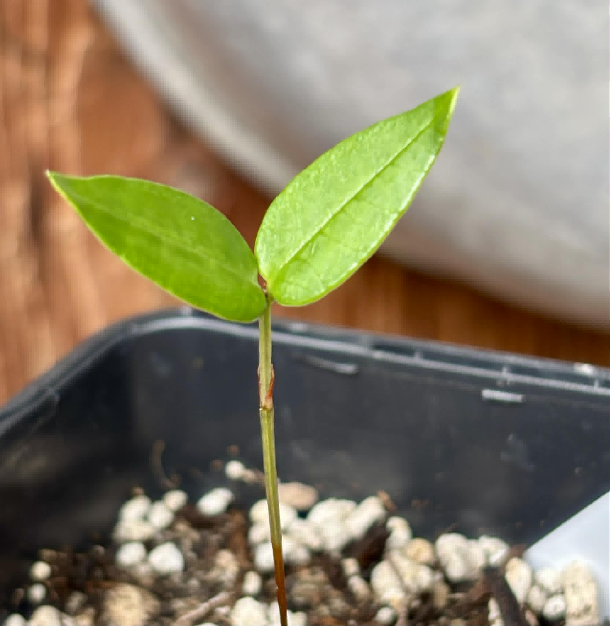 only 1 available - Manipuca (Mouriri cearensis) - 1 potted seedling / 1 getopfter Sämling