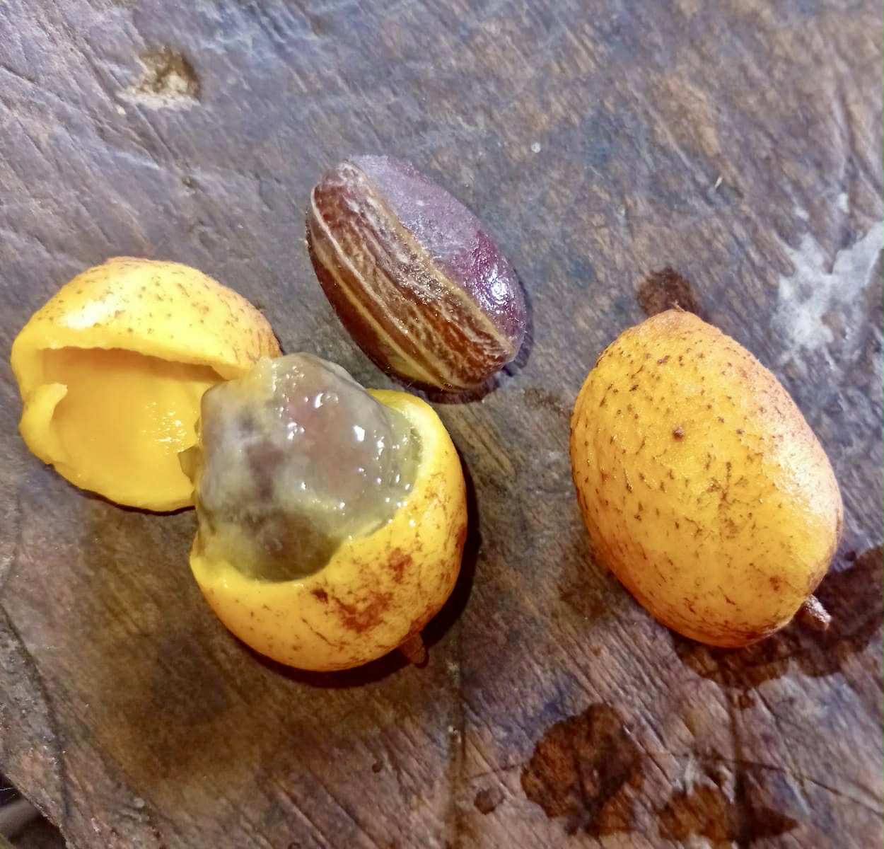 Pradosia sp Rondonia - 1 fresh seed / 1 frischer Samen