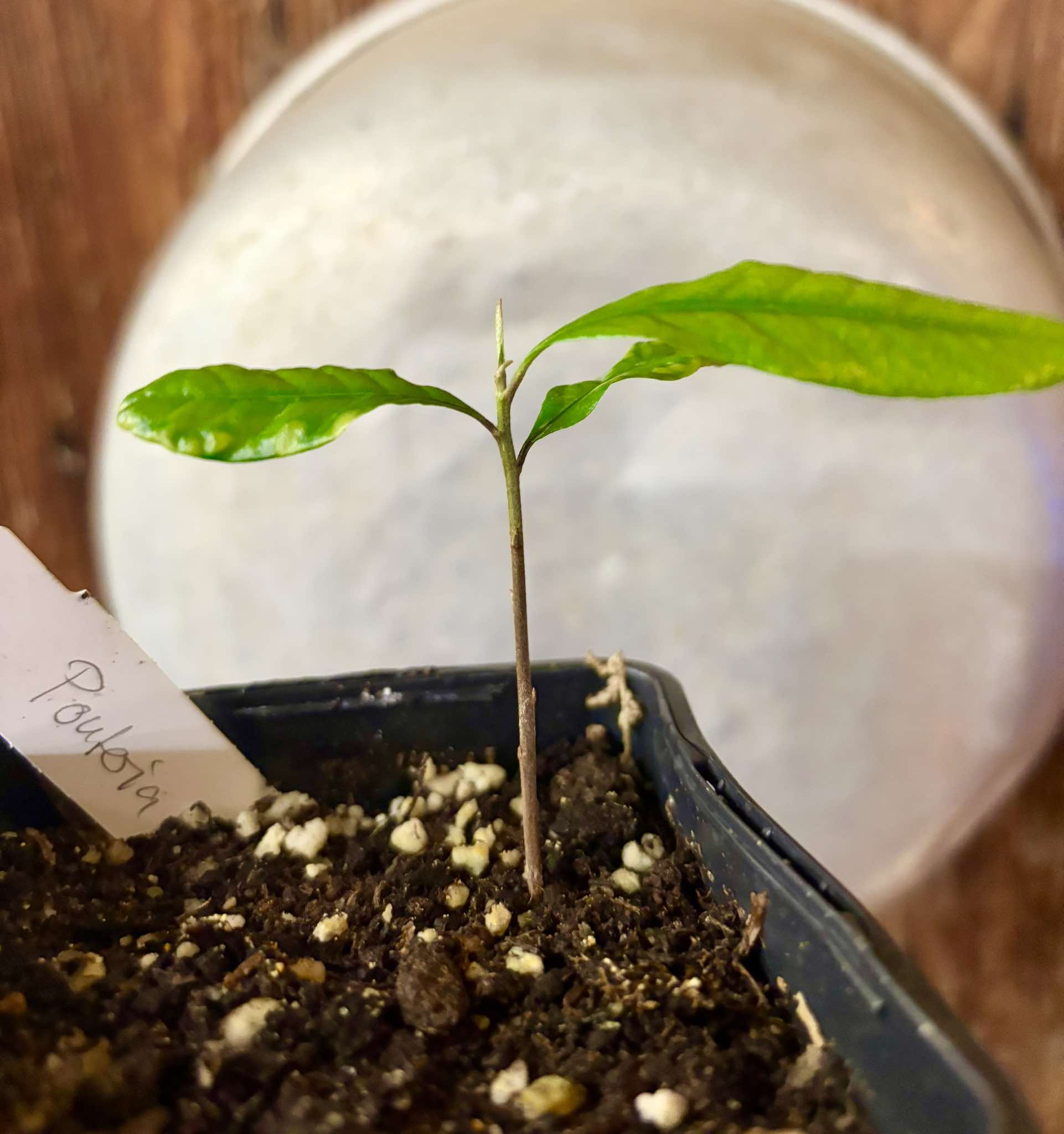 Pouteria sp Ajara - 1 potted plant / 1 getopfte Pflanze