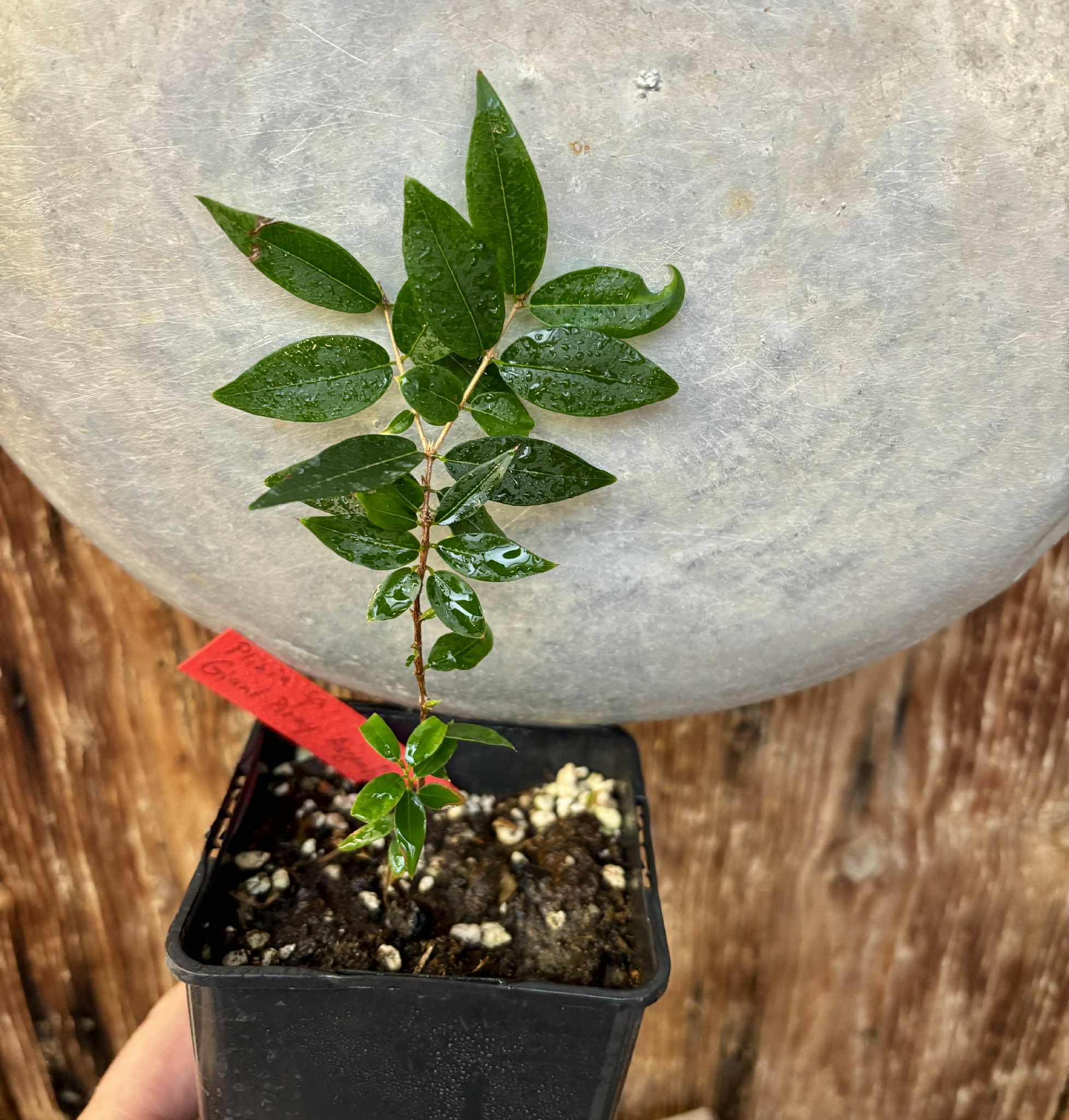 Plinia sp Giant Piray Argentina - 1 potted plant / 1 getopfte Pflanze