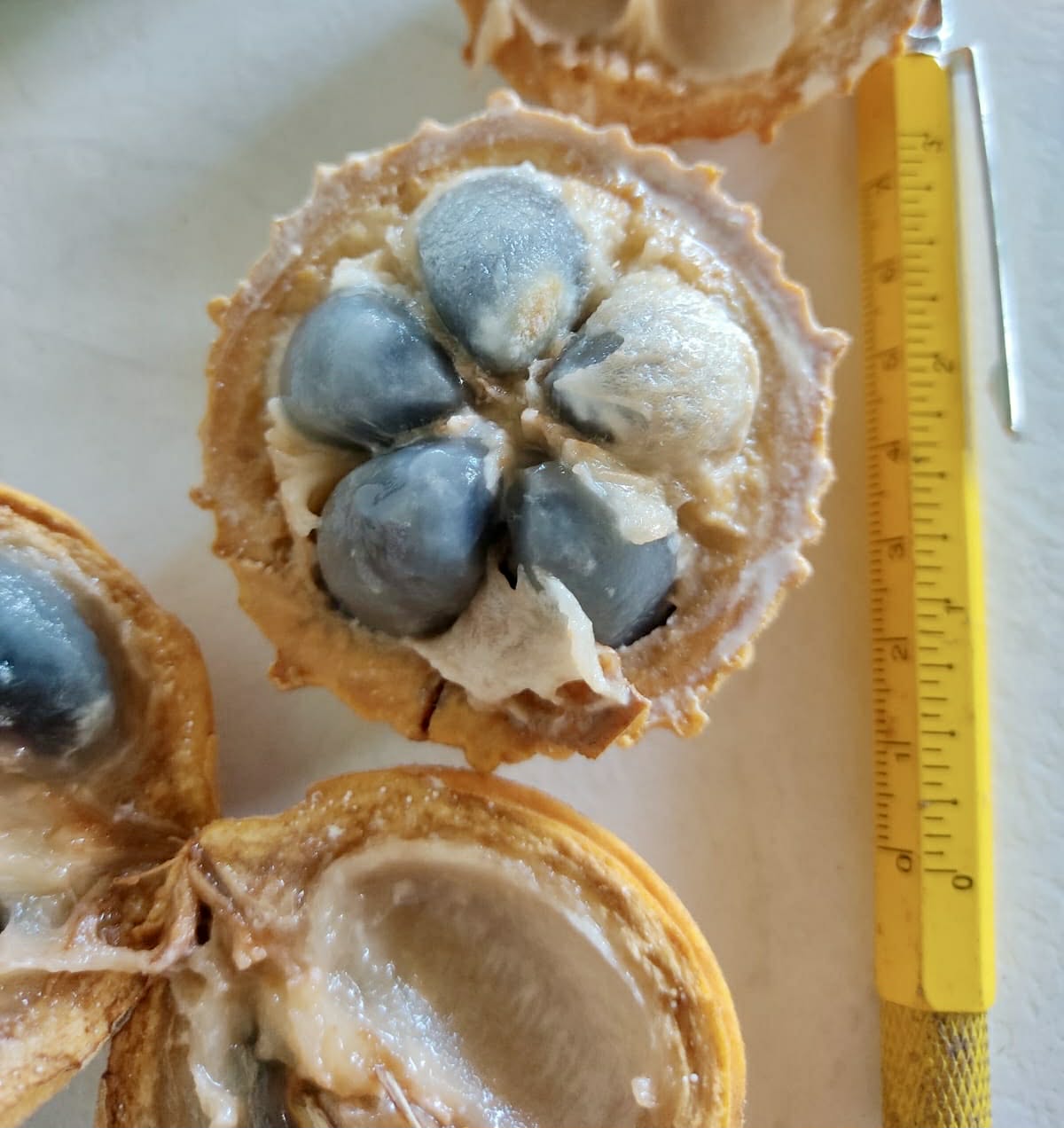 Pre Order - Ecclinusa ramiflora -  1 fresh seed / 1 frischer Samen