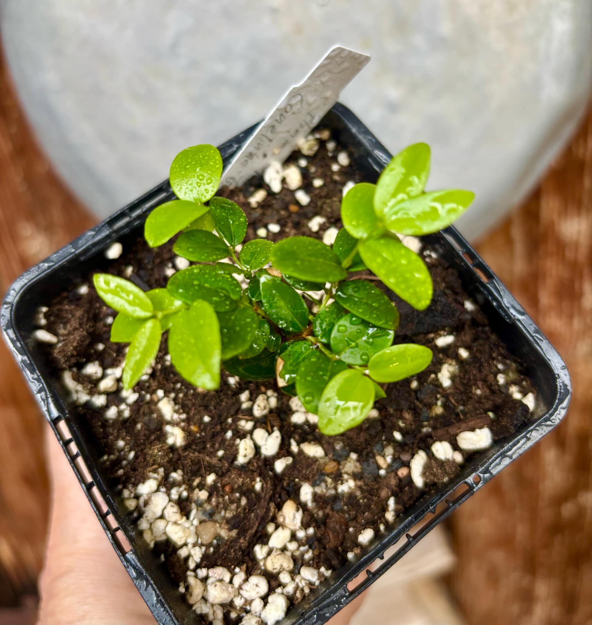 Jaboticaba - Plinia sp Canelinha Polpa branca - 1 small potted seedling / 1 kleiner, getopfter Sämling