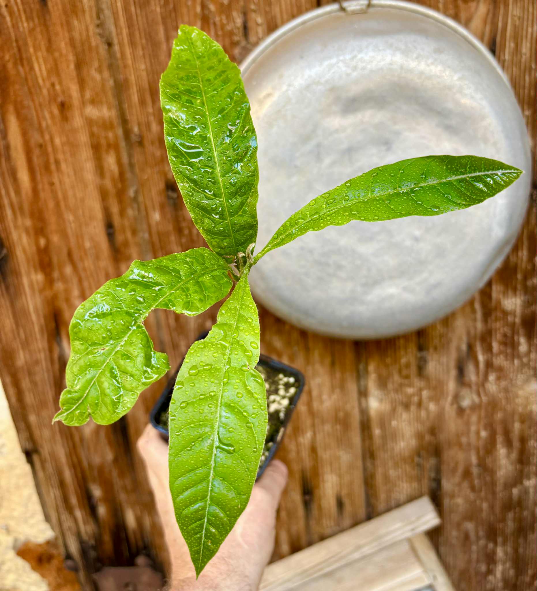 Abiu (Pouteria caimito) - 1 potted plant / 1 getopfte Pflanze