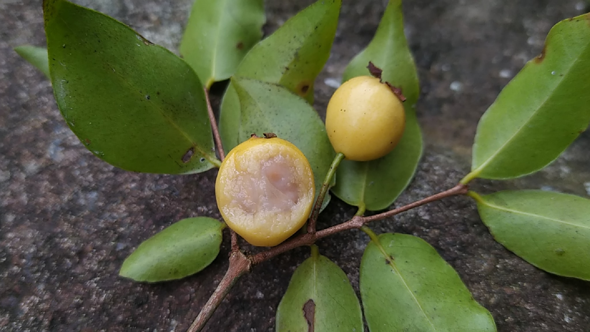 Psidium sartorianum - 1 fresh seed / 1 frischer Samen