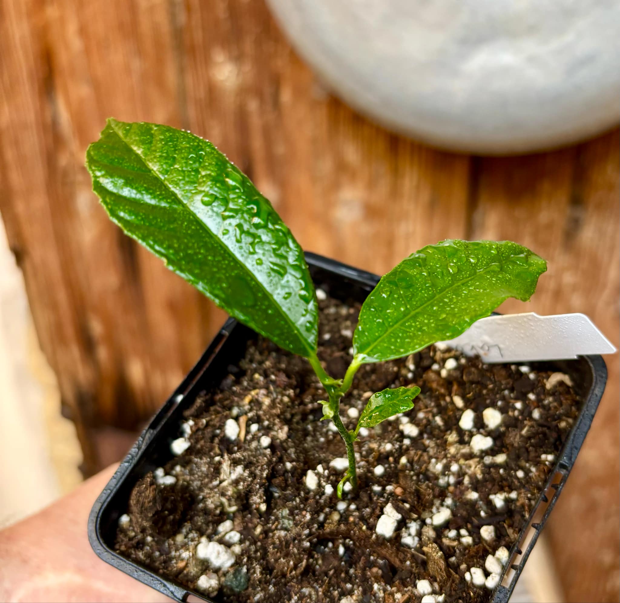 Artocarpus lacucha - Lakoocha - 1 small potted plant / 1 kleine, getopfte Pflanze Artocarpus lacucha - Lakoocha - 1 small potted plant / 1 kleine, getopfte Pflanze
