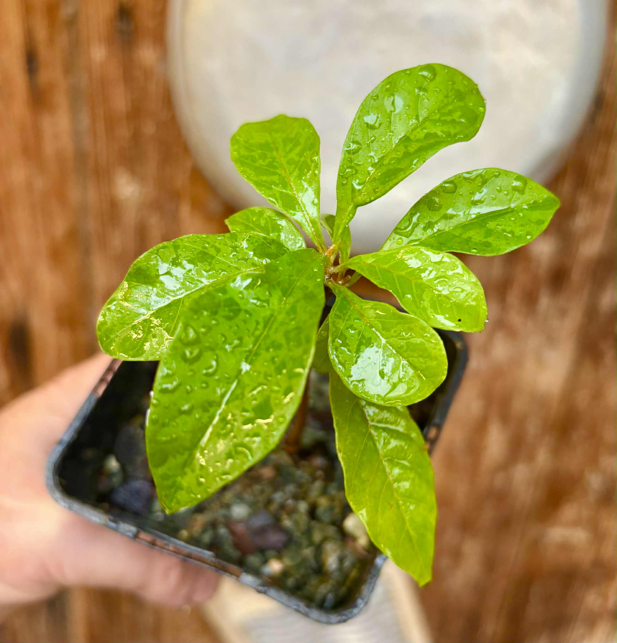 Marmixa (Pradosia lactescens) - 1 potted plant / 1 getopfte Pflanze