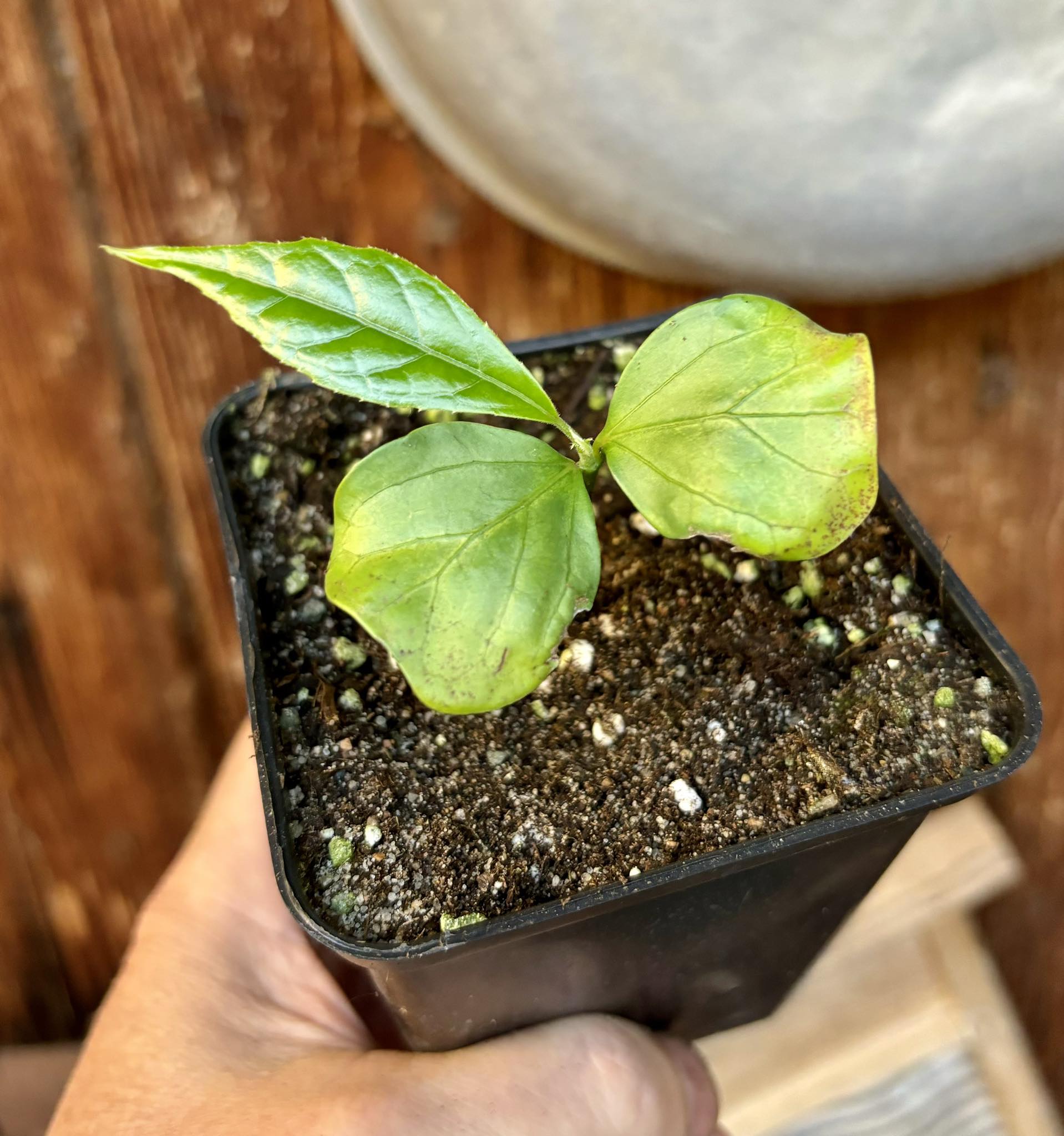 Kadsura heteroclita "Bursting Star" - potted plant / getopfte Pflanze