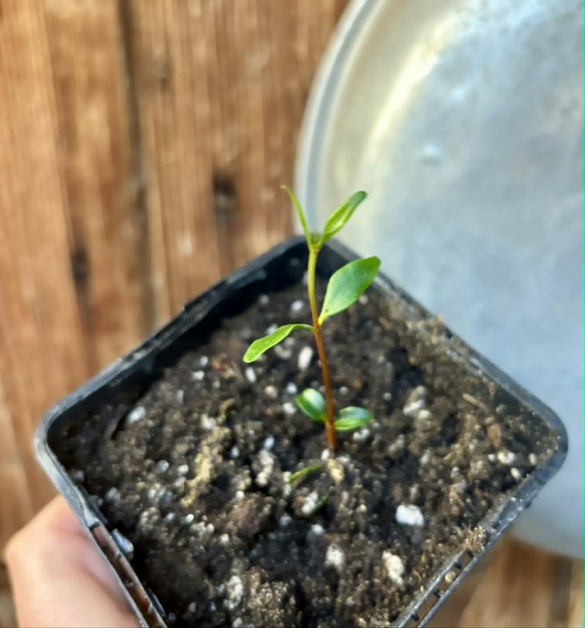last 2 seedlings - Mangaba (Hancornia speciosa) - 1 potted seedling / 1 getopfter Sämling