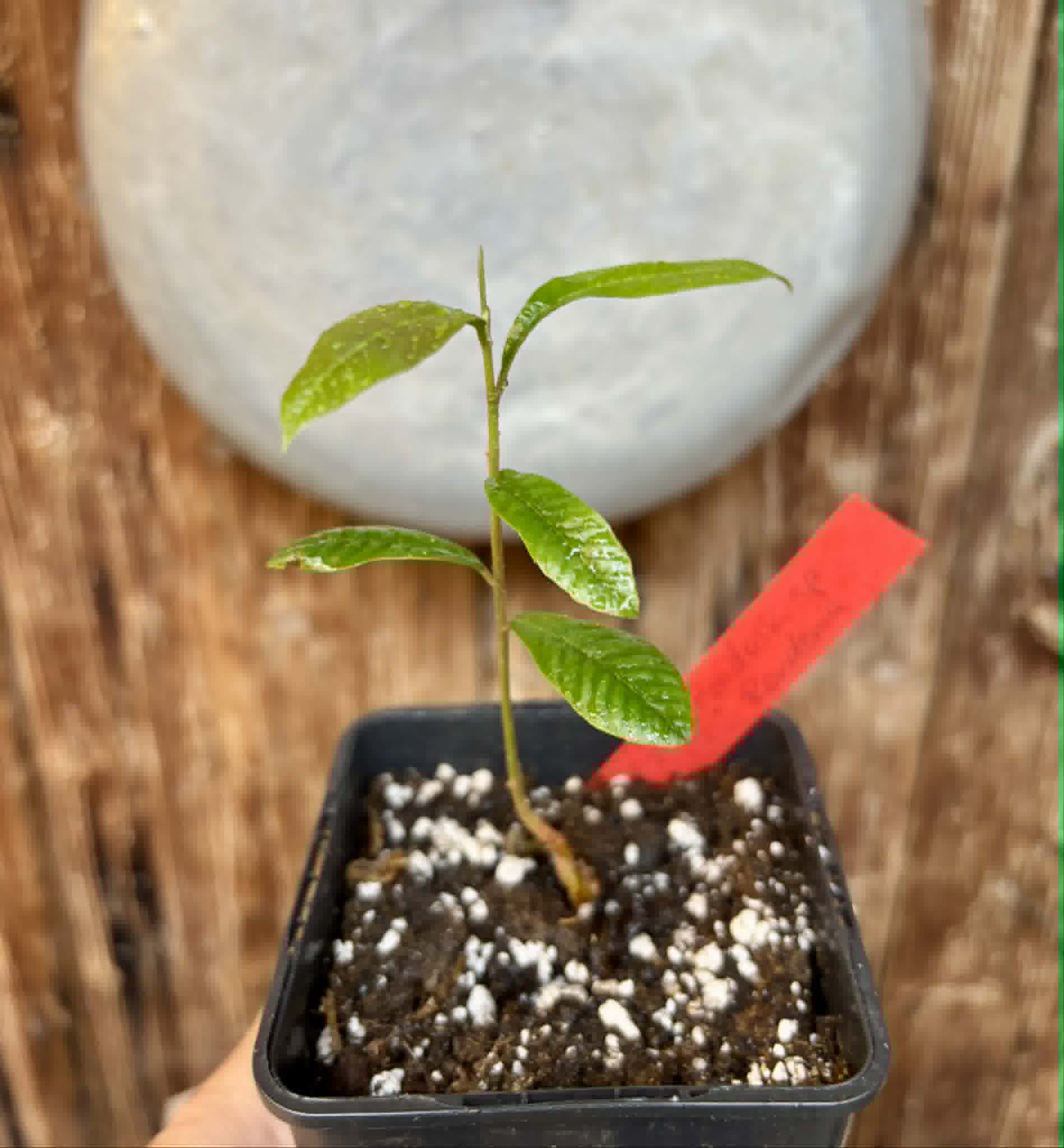 Pradosia sp Rondonia - 1 potted seedling / 1 getopfter Sämling