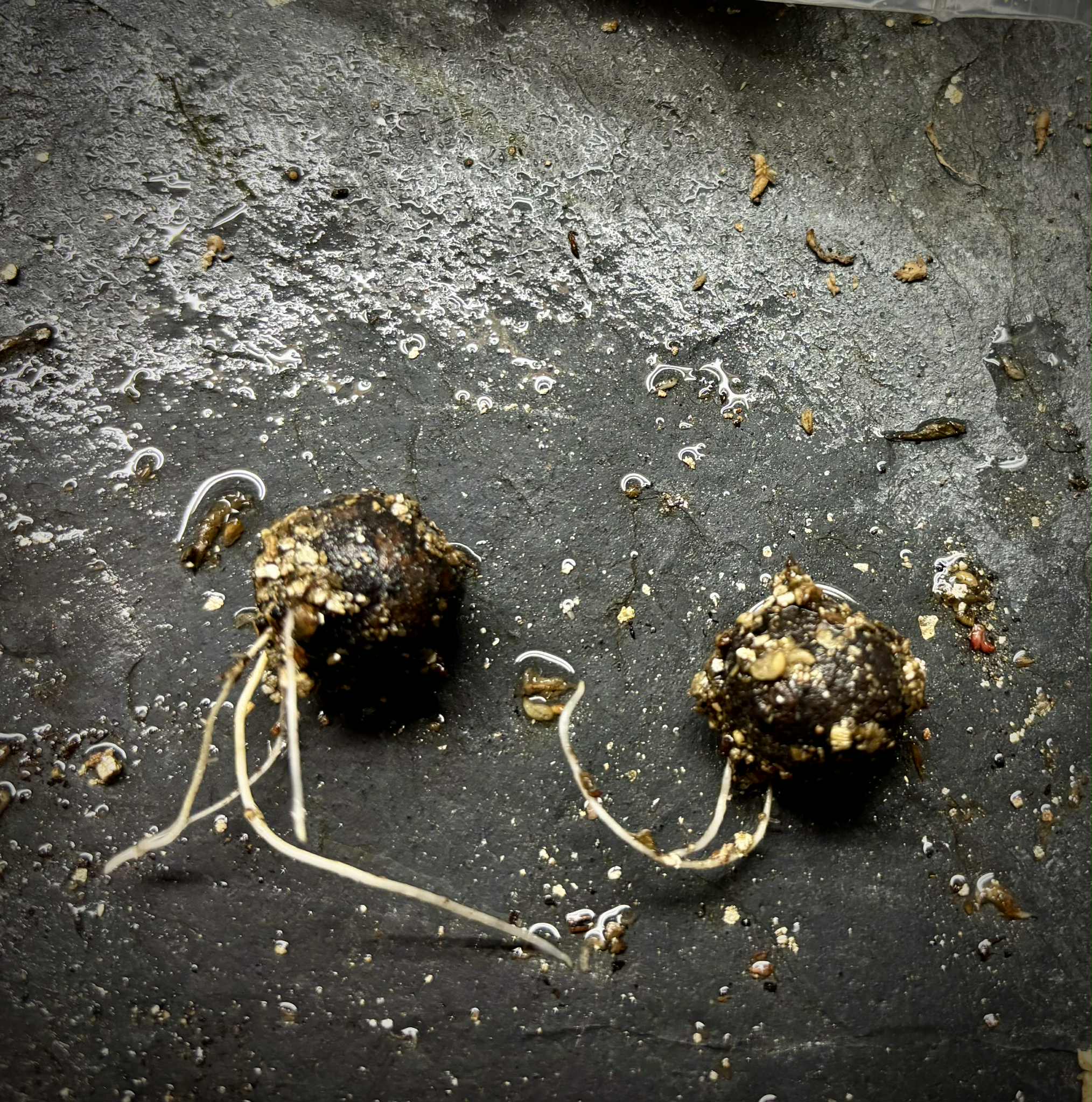 only 2 available - Guaya (Melicoccus oliviformis) - 1 germinated seed / 1 gekeimter Samen