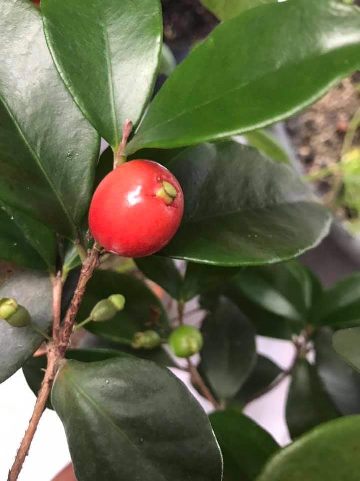 Eugenia reinwardtiana - Cedarbay Cherry -  1 small potted seedling / 1 kleiner, getopfter Sämling