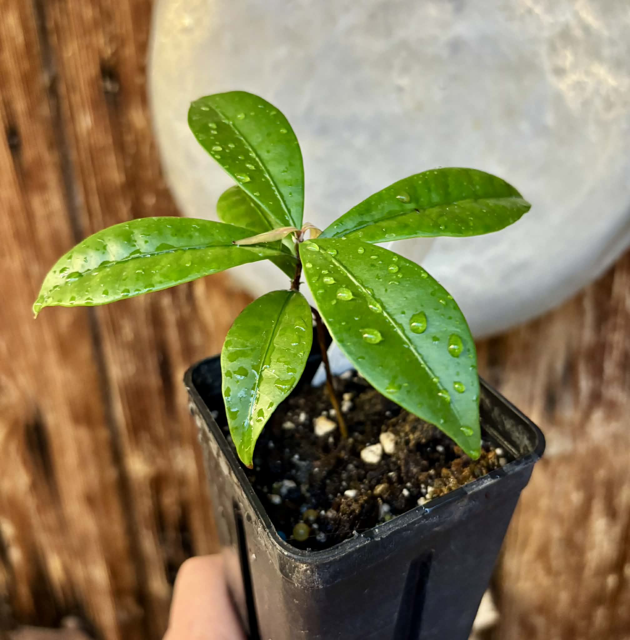 Baguaçu (Eugenia astringens) - 1 potted plant / 1 getopfte Pflanze