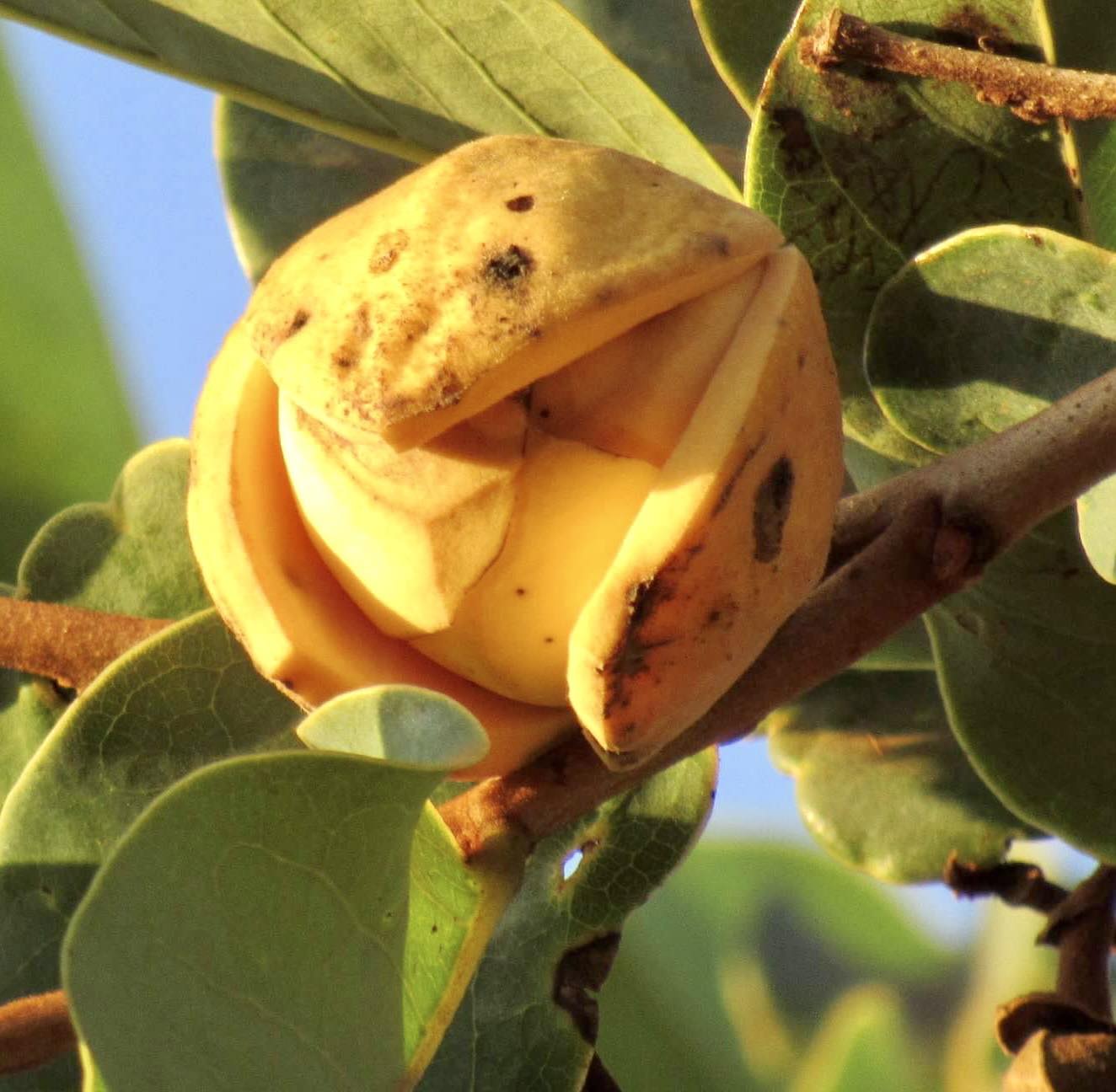 Annona coriacea - Araticum Liso - 1 fresh seed / 1 frischer Samen
