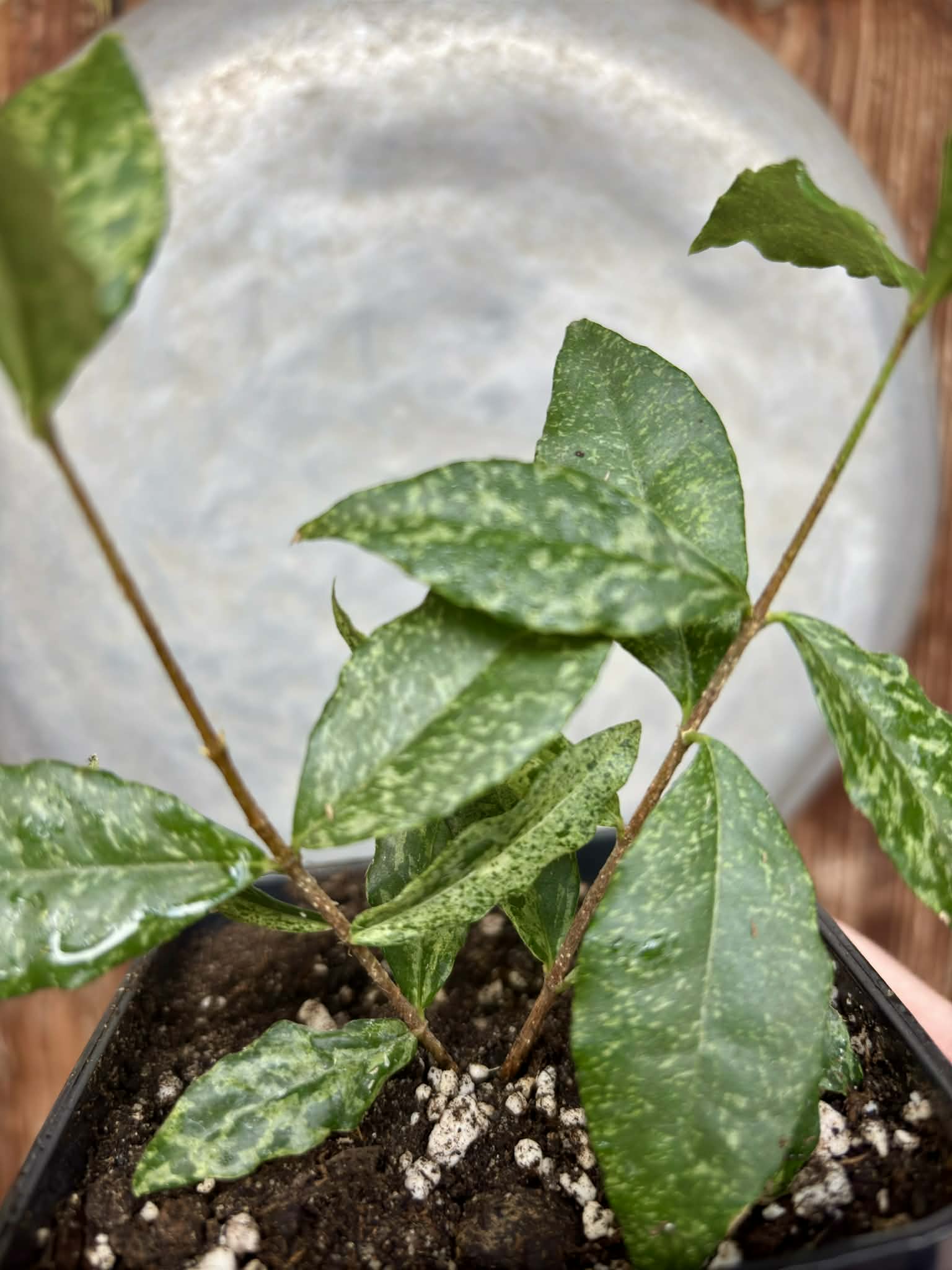Nr.2 from flowering mother plant - variegated Acerola (Malpighia glabra) - 1 potted rooted cutting / 1 getopfter, bewurzelter Steckling  