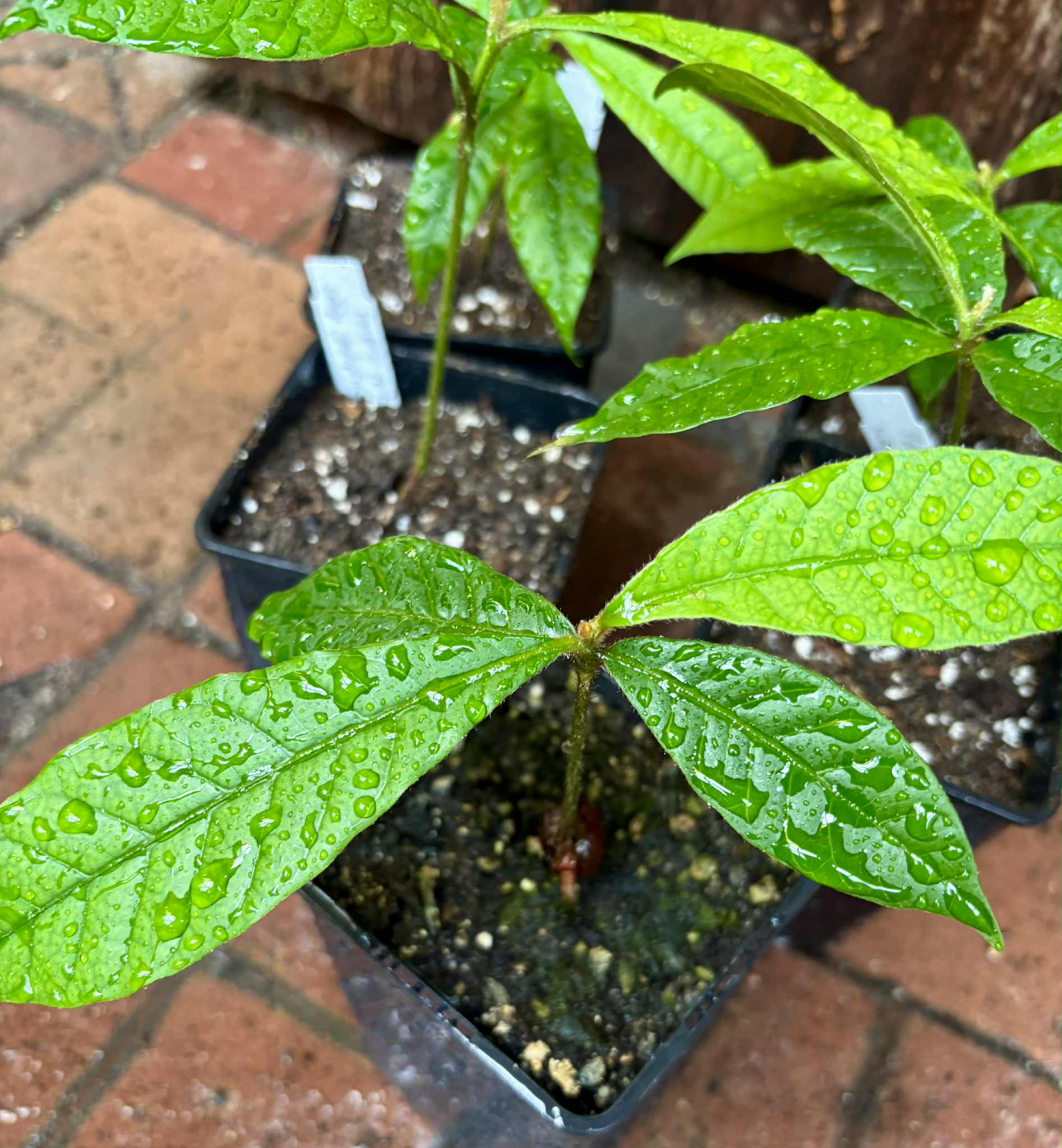 Pouteria torta subsp. gallifructa - Abiu Pilosa - 1 potted plant / 1 getopfte Pflanze Pouteria torta subsp. gallifructa - Abiu Pilosa - 1 potted plant / 1 getopfte Pflanze