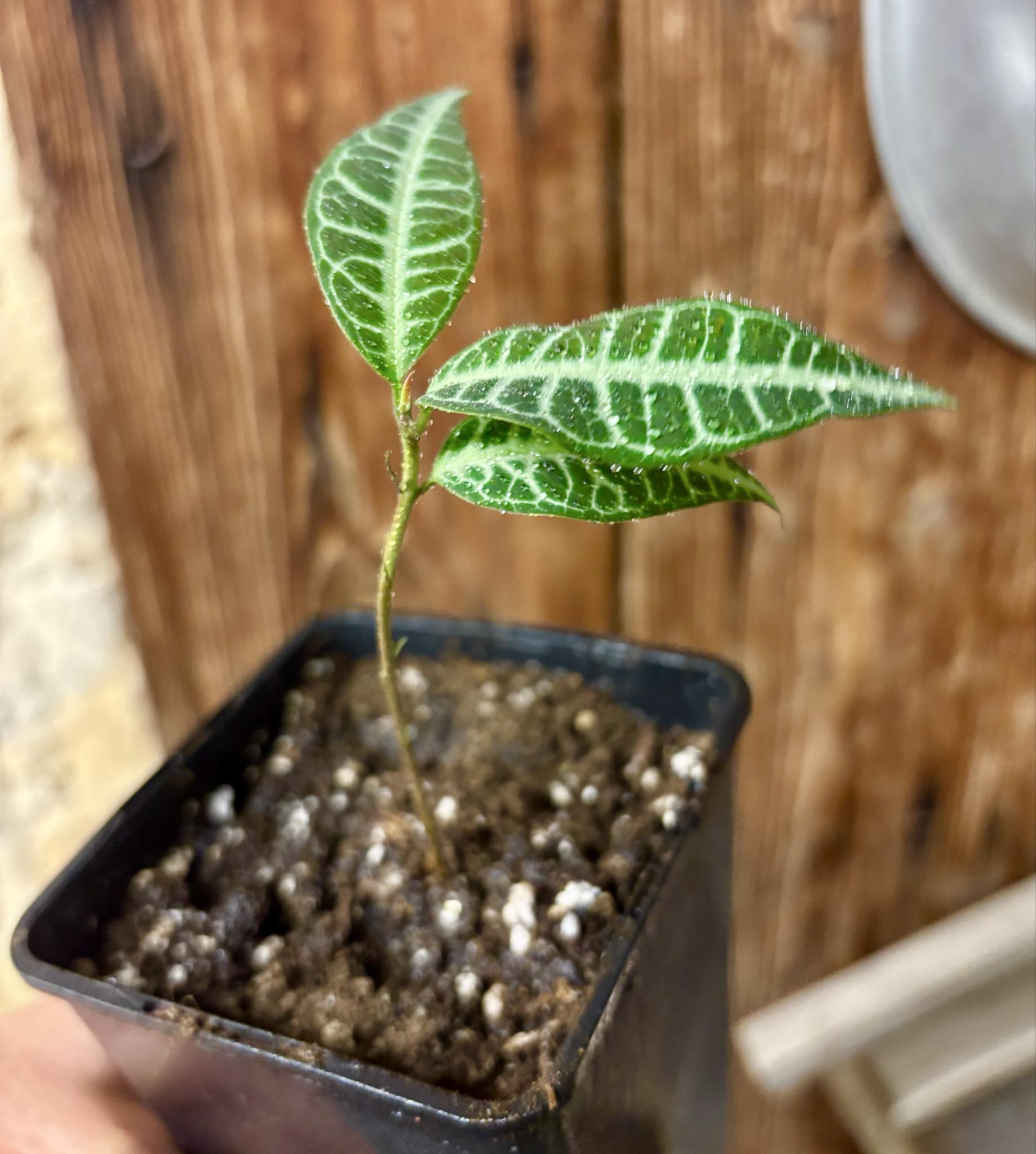 Eugenia sp Labisia -  1 potted seedling / 1 getopfter Sämling