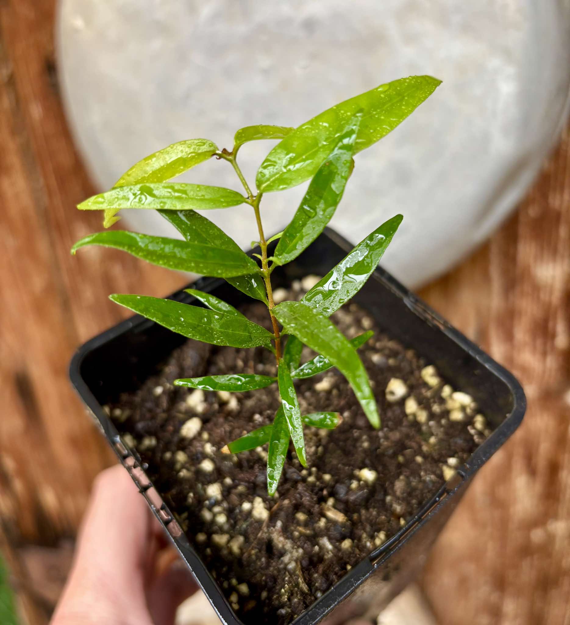 Marliera sp Cheirosa -  1 potted plant / 1 getopfte Pflanze