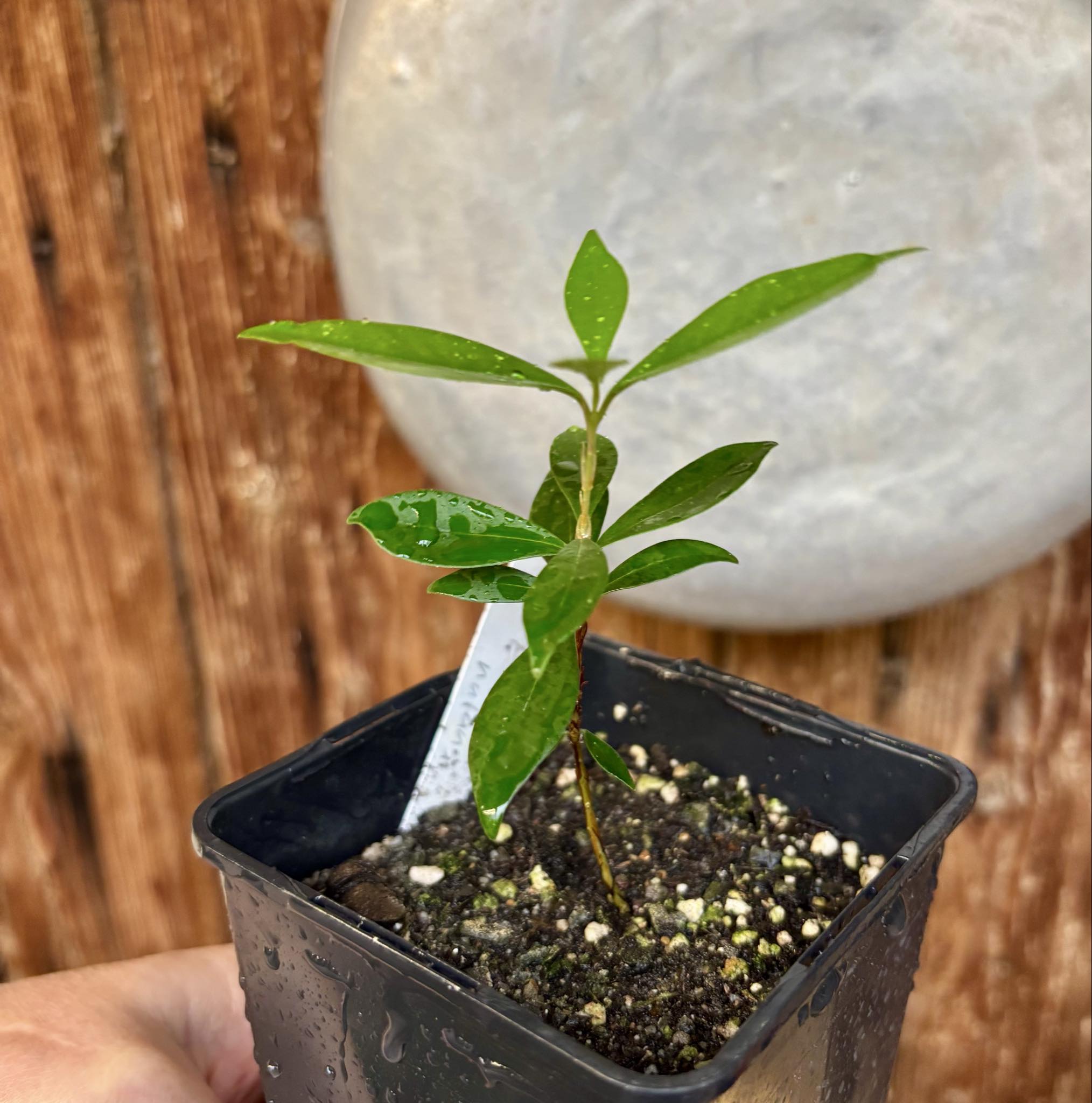 Eugenia nutans - 1 small potted seedling / 1 kleiner, getopfter Sämling