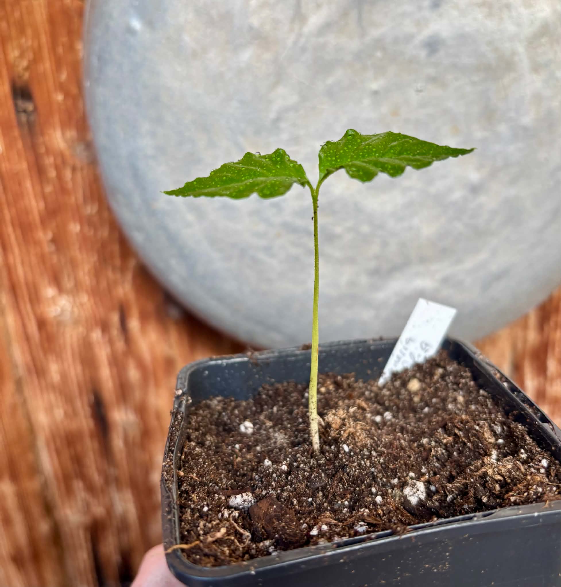 Guabiroba folha de maçã (Campomanesia malifolia) -  1 potted seedling / 1 getopfter Sämling