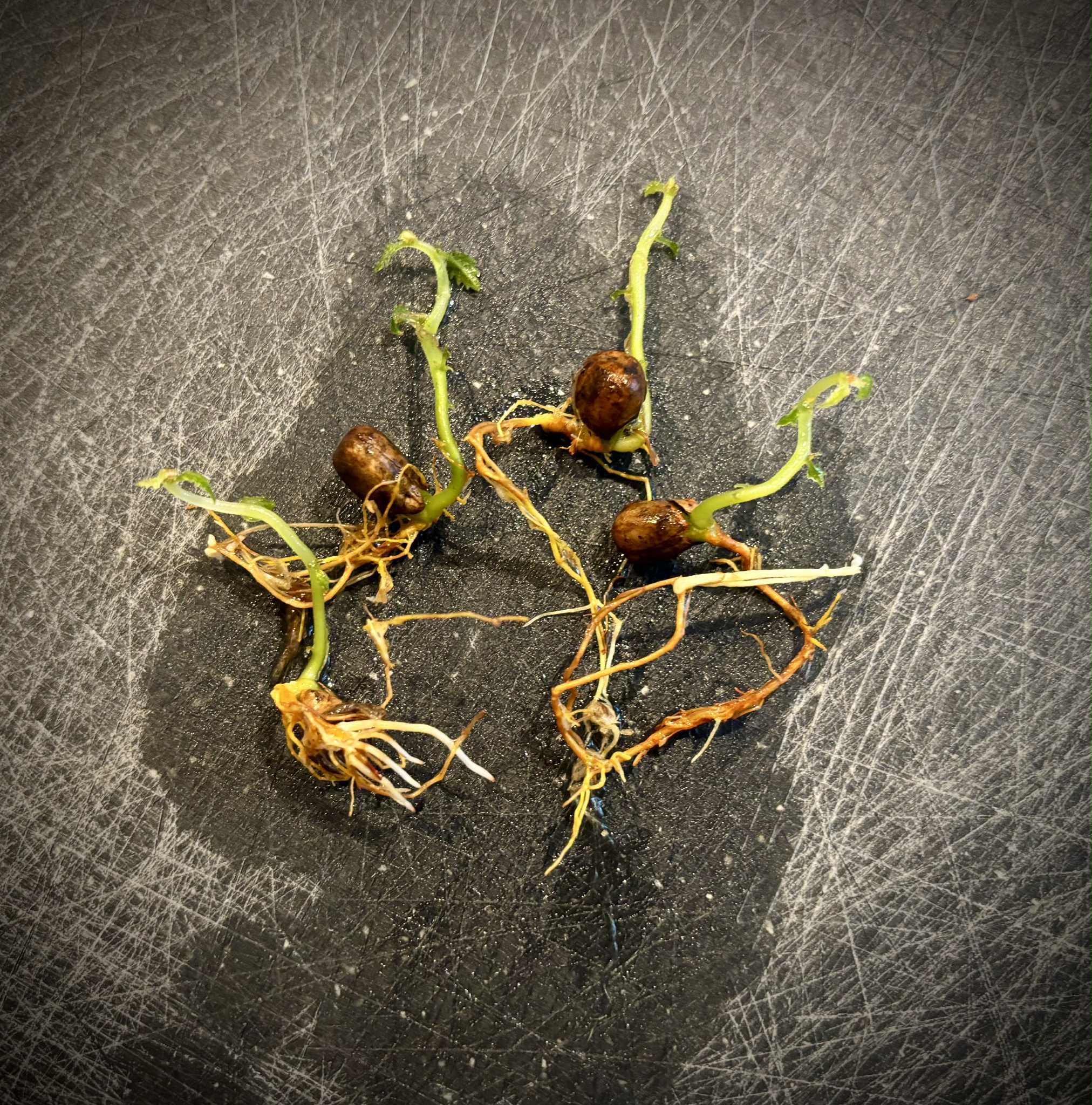 Artocarpus dadah - 1 germinated seed / 1 gekeimter Samen