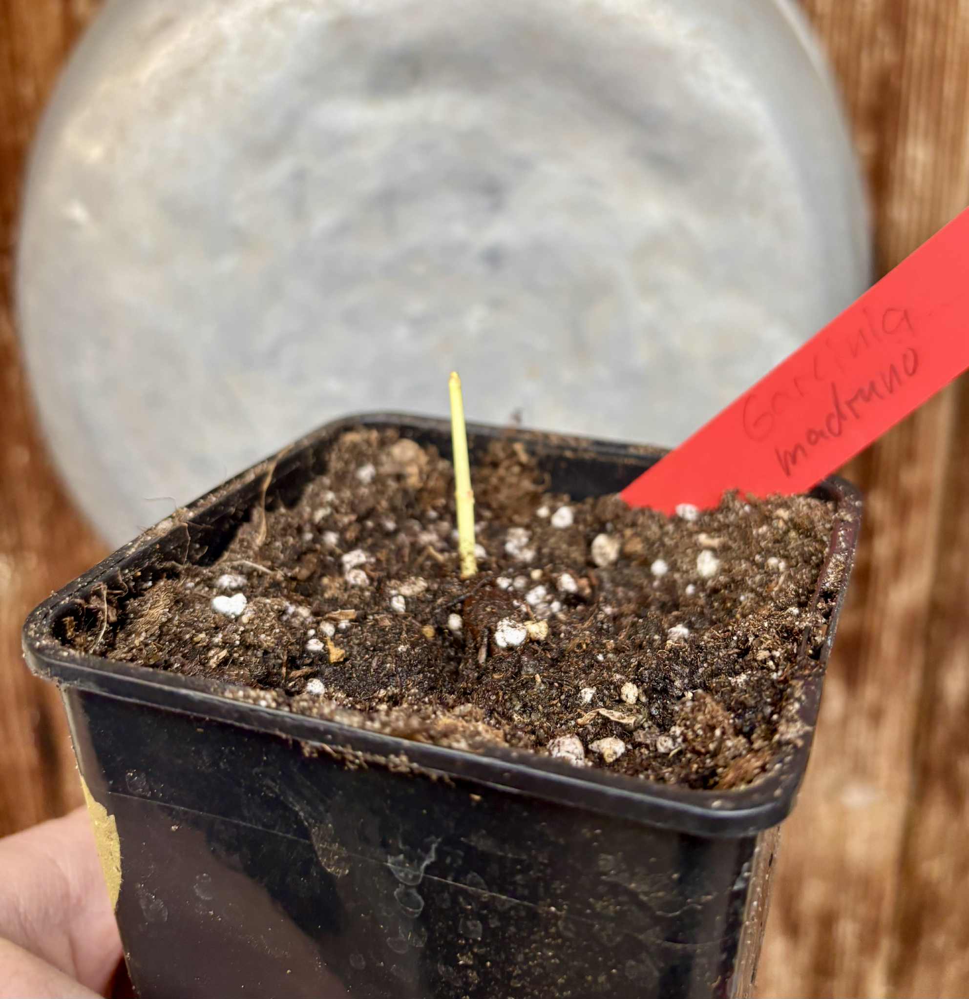 Garcinia madruno - 1 potted seedling / 1 getopfter Sämling