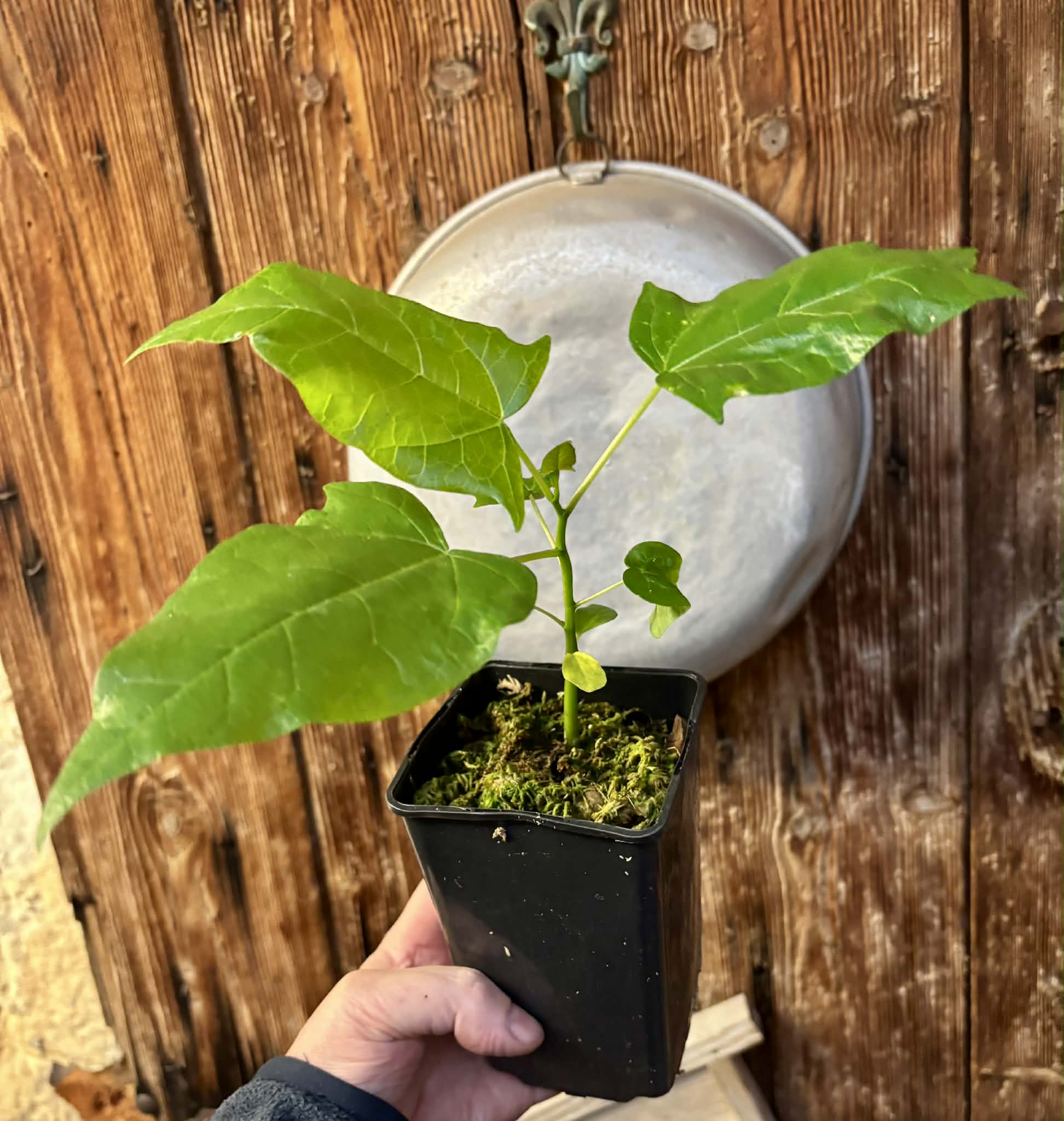 Oak Leaf Papaya (Vasconcellea quercifolia) - 1 potted plant / 1 getopfte Pflanze