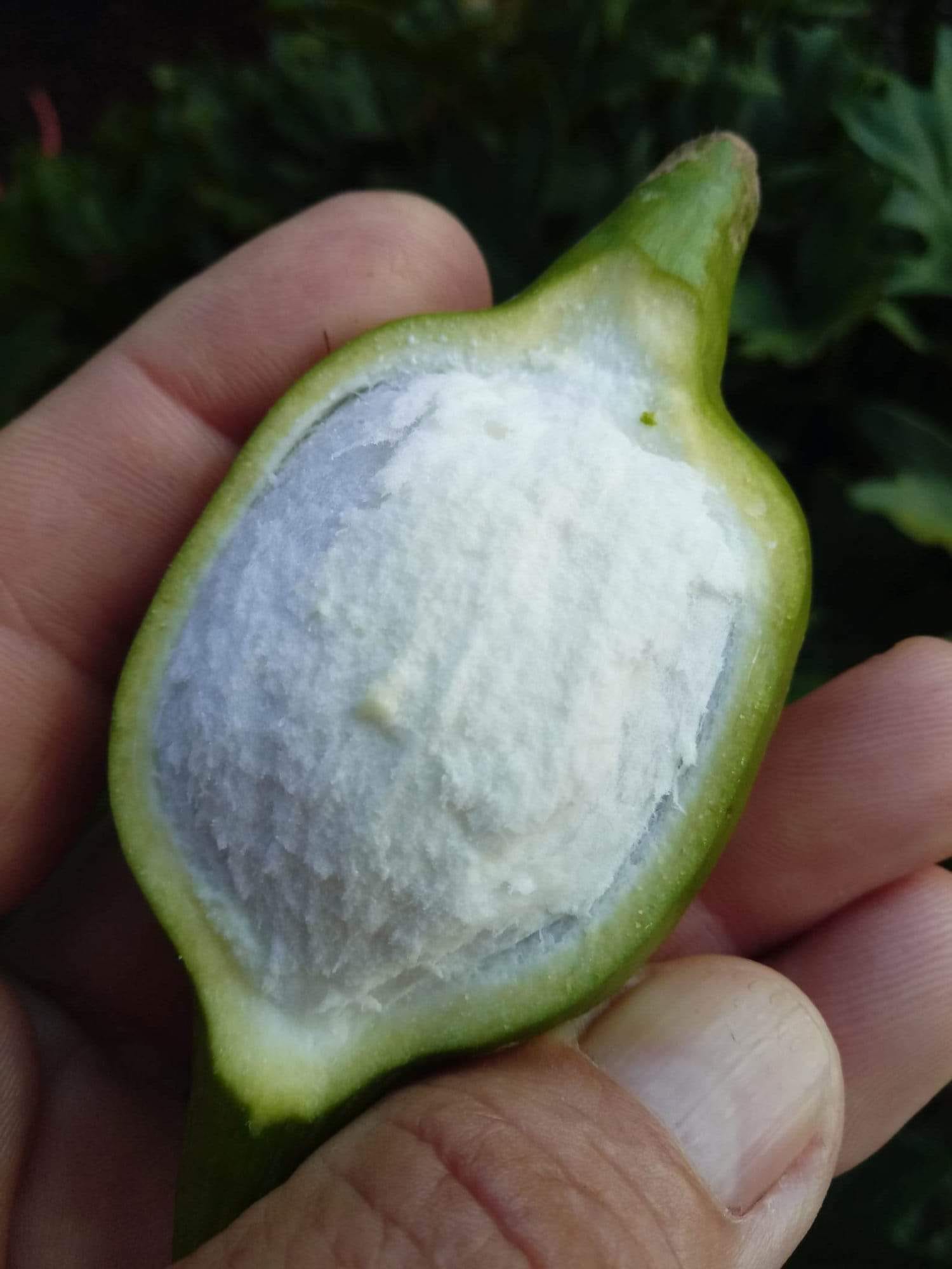 Pouteria salicifolia - 1 germinated seed / 1 gekeimter Samen