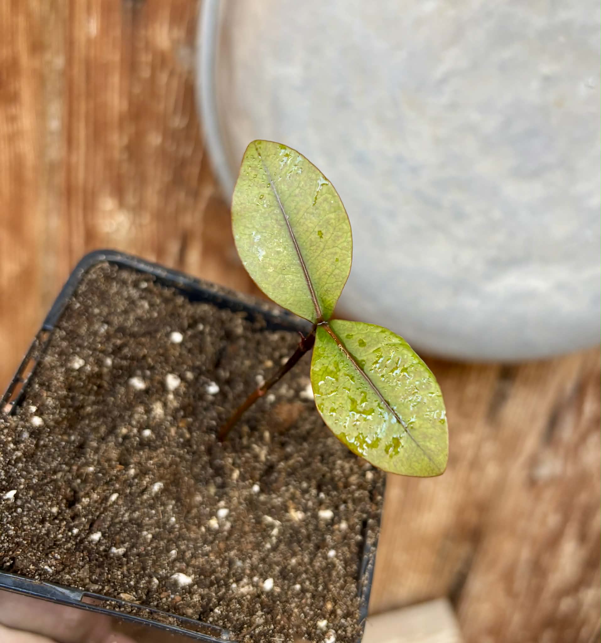 Bacupari (Garcinia brasiliensis) -  1 potted seedling / 1 getopfter Sämling