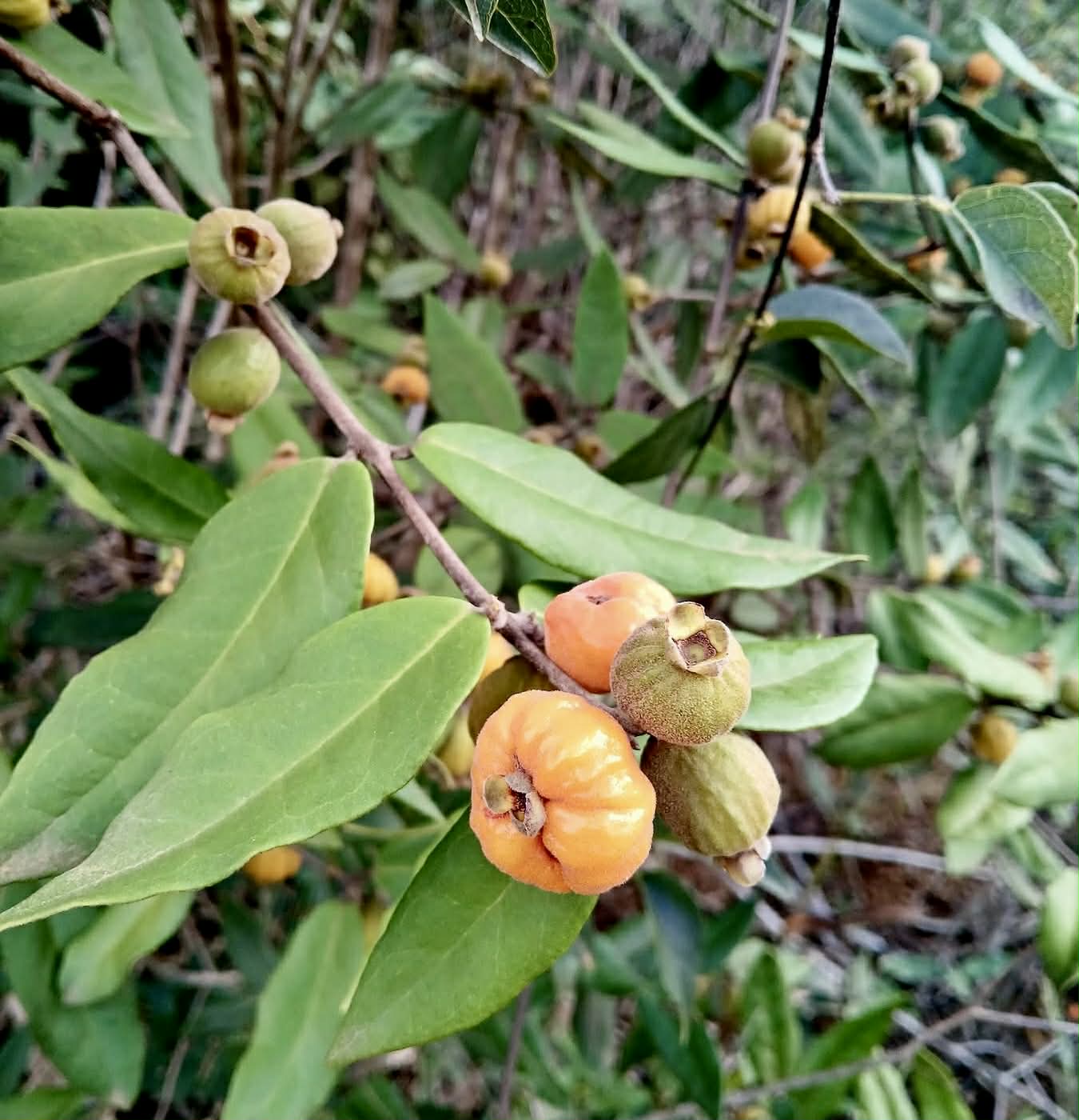 Pre Order - Eugenia sp Laranja Caetite -  1 fresh seed / 1 frischer Samen