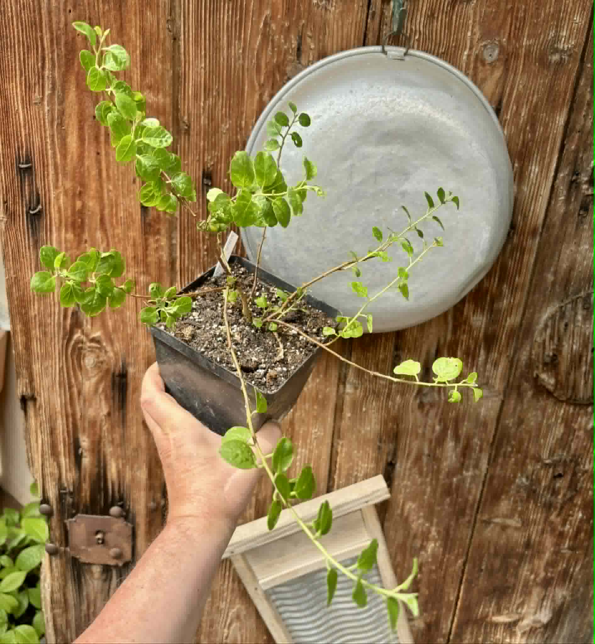 Capparis spinosa var. inermis - 1 potted plant / 1 getopfte Pflanze