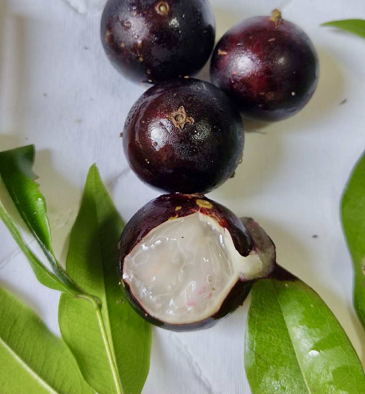 Plinia sp. do Frade - 1 fresh seed / 1 frischer Samen