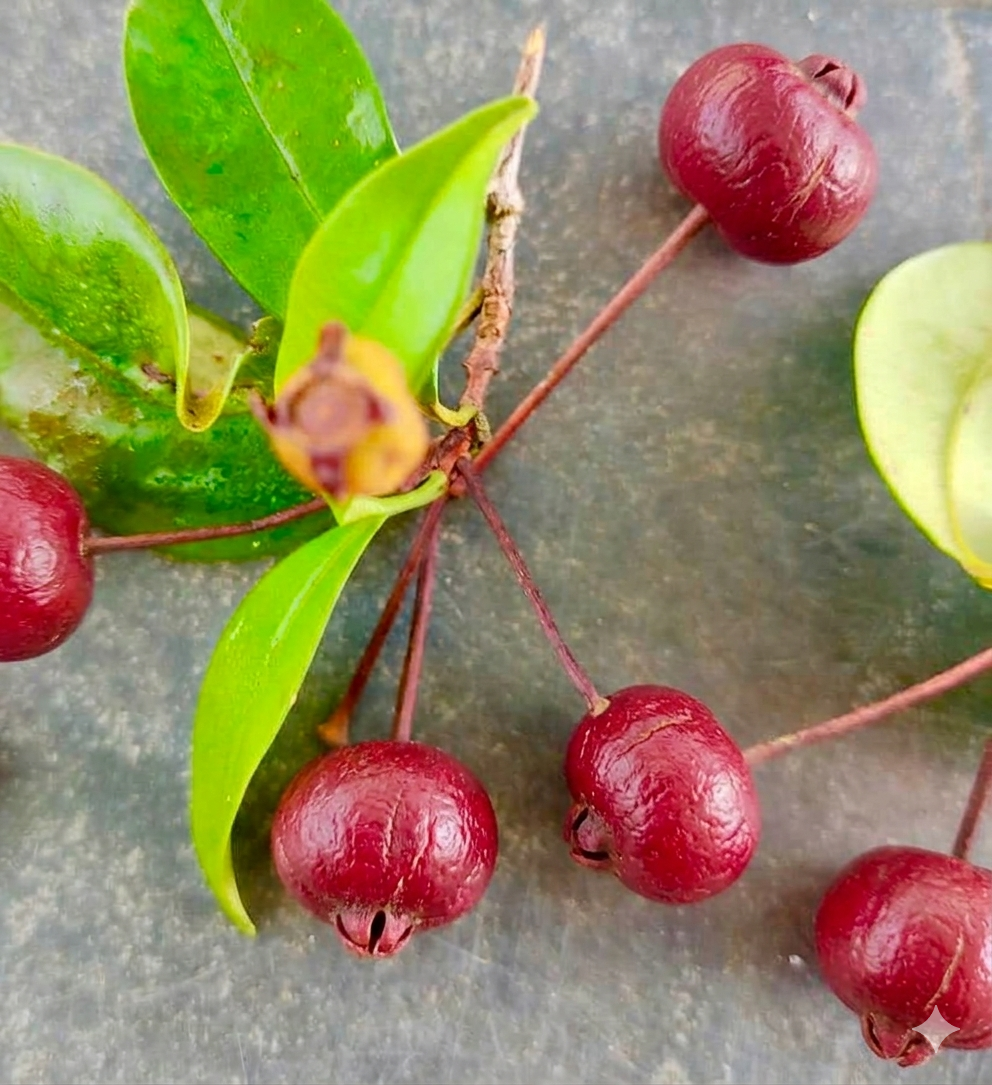 Eugenia sp Itacare vermelha -  1 potted seedling / 1 getopfter Sämling