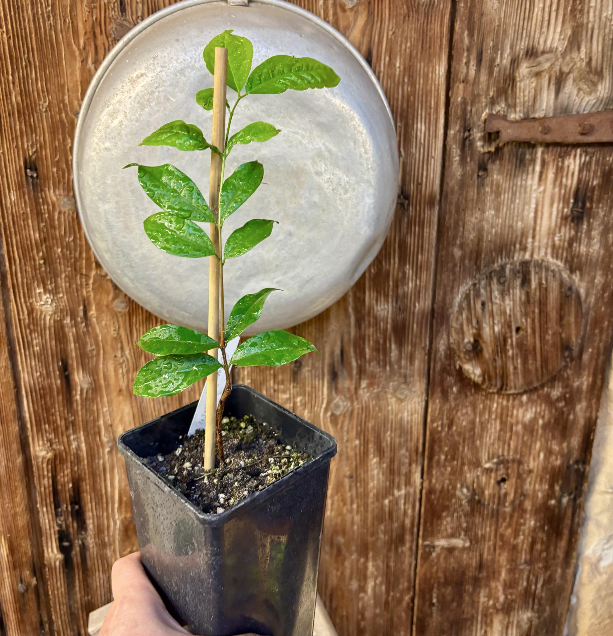 Ruby do Amazonas (Eugenia patrisii) 1 potted seedling / 1 getopfter Sämling