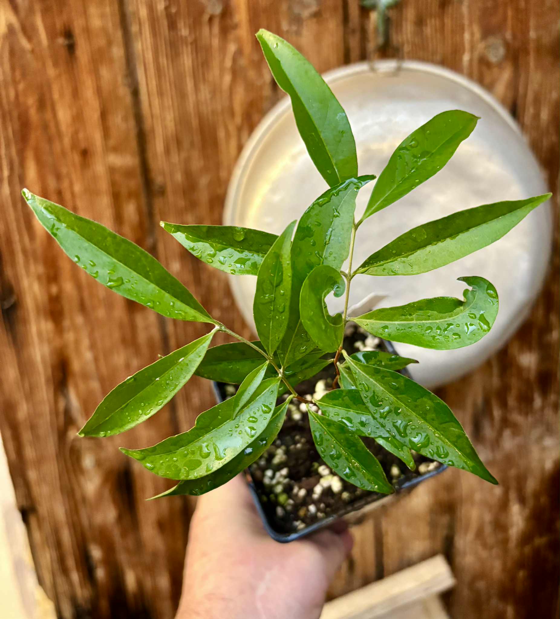 Eugenia sp Belmonte -  1 potted seedling / 1 getopfter Sämling