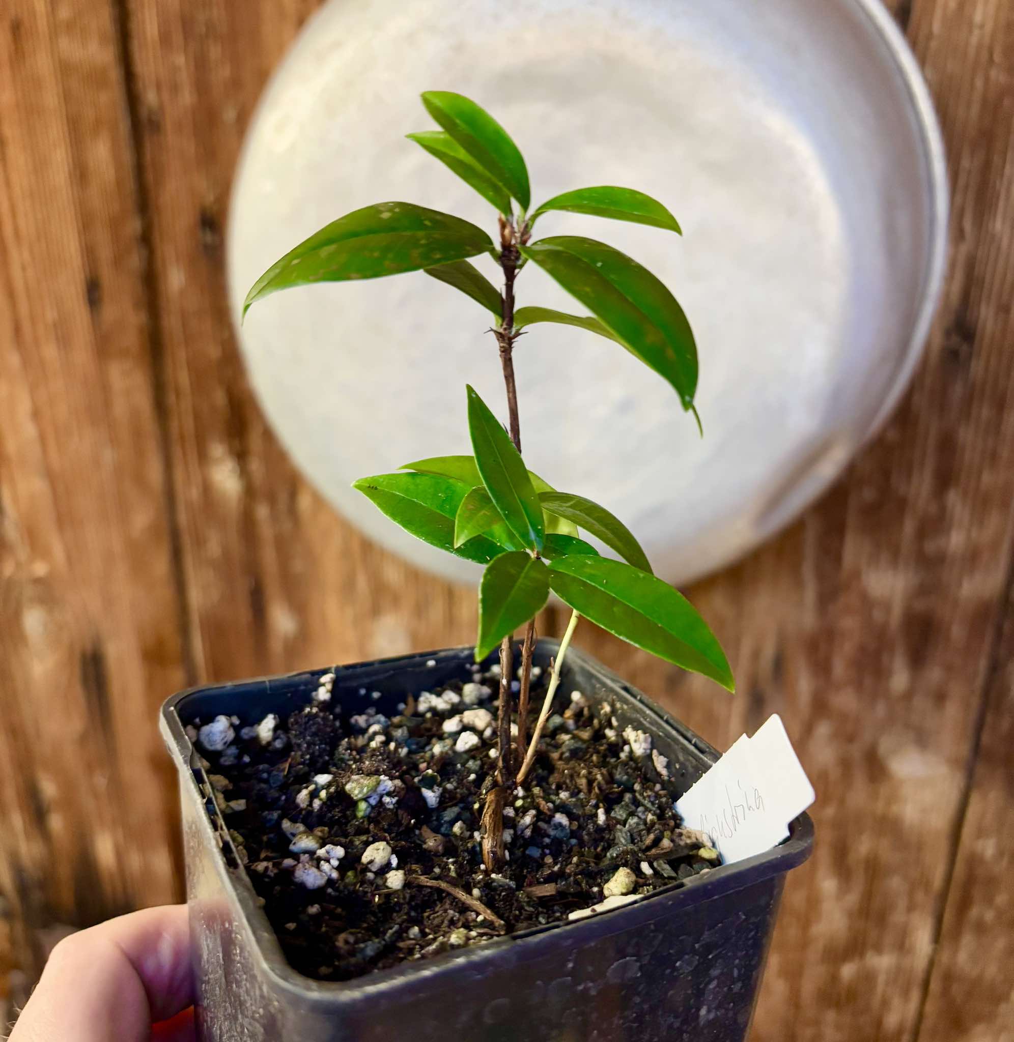 Eugenia aff ligustrina - 1 potted plant / 1 getopfte Pflanze Eugenia aff ligustrina - 1 potted plant / 1 getopfte Pflanze