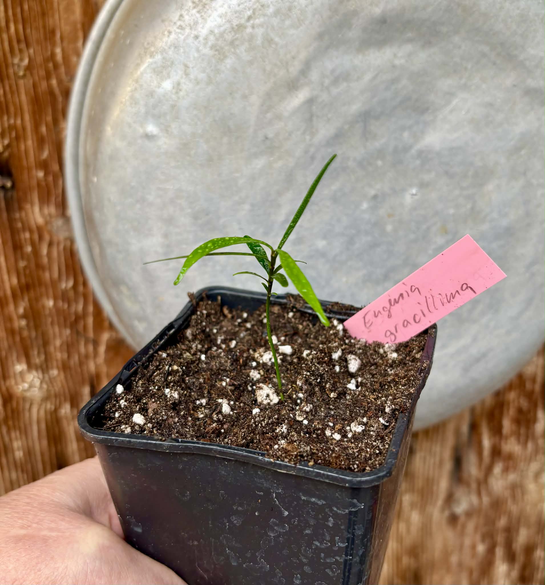 Fruto da Murta (Eugenia gracillima) - 1 small potted seedling / 1 kleiner, getopfter Sämling