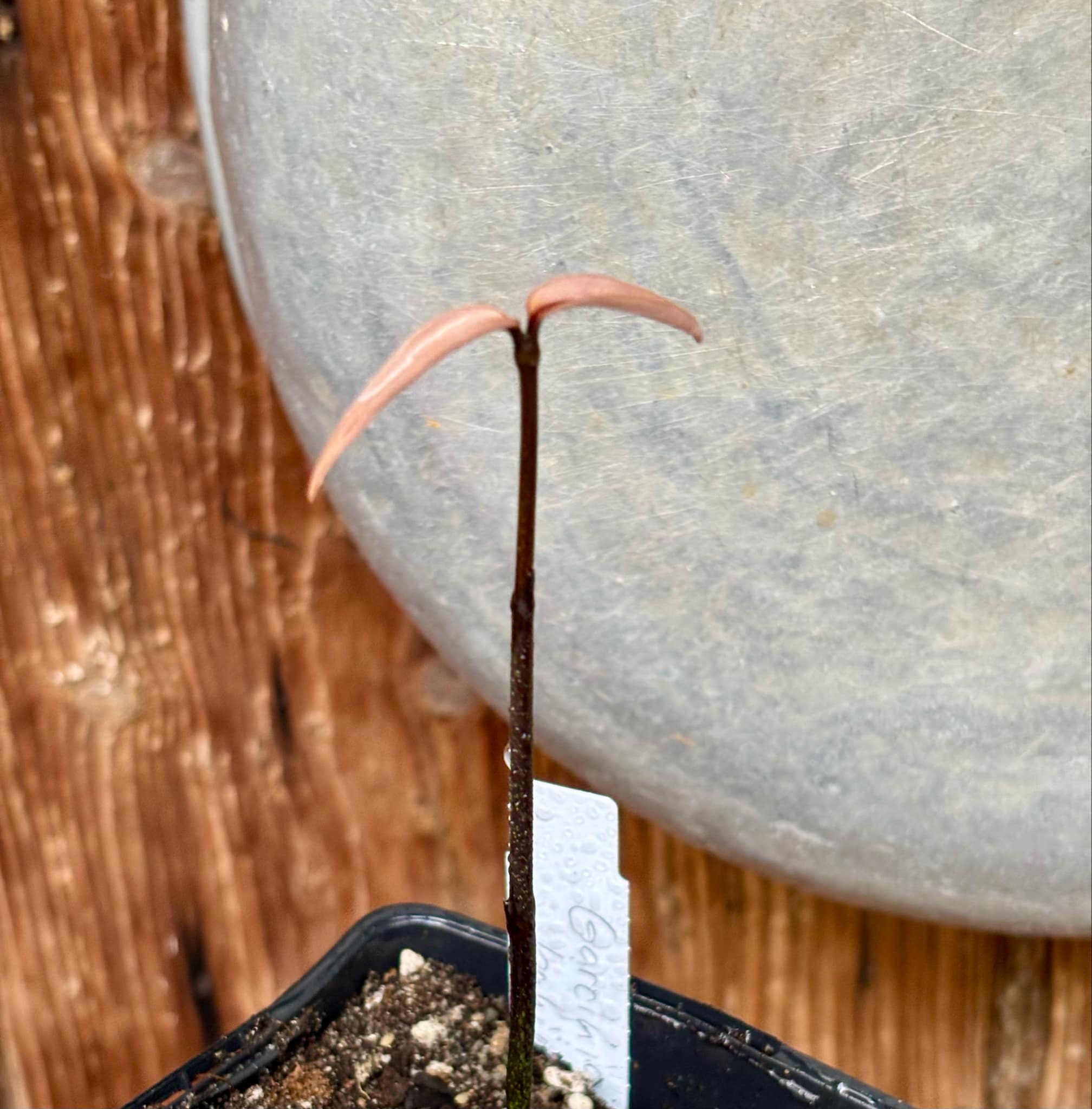 Garcinia sp bahiensis - 1 small potted seedling / 1 kleiner, getopfter Sämling