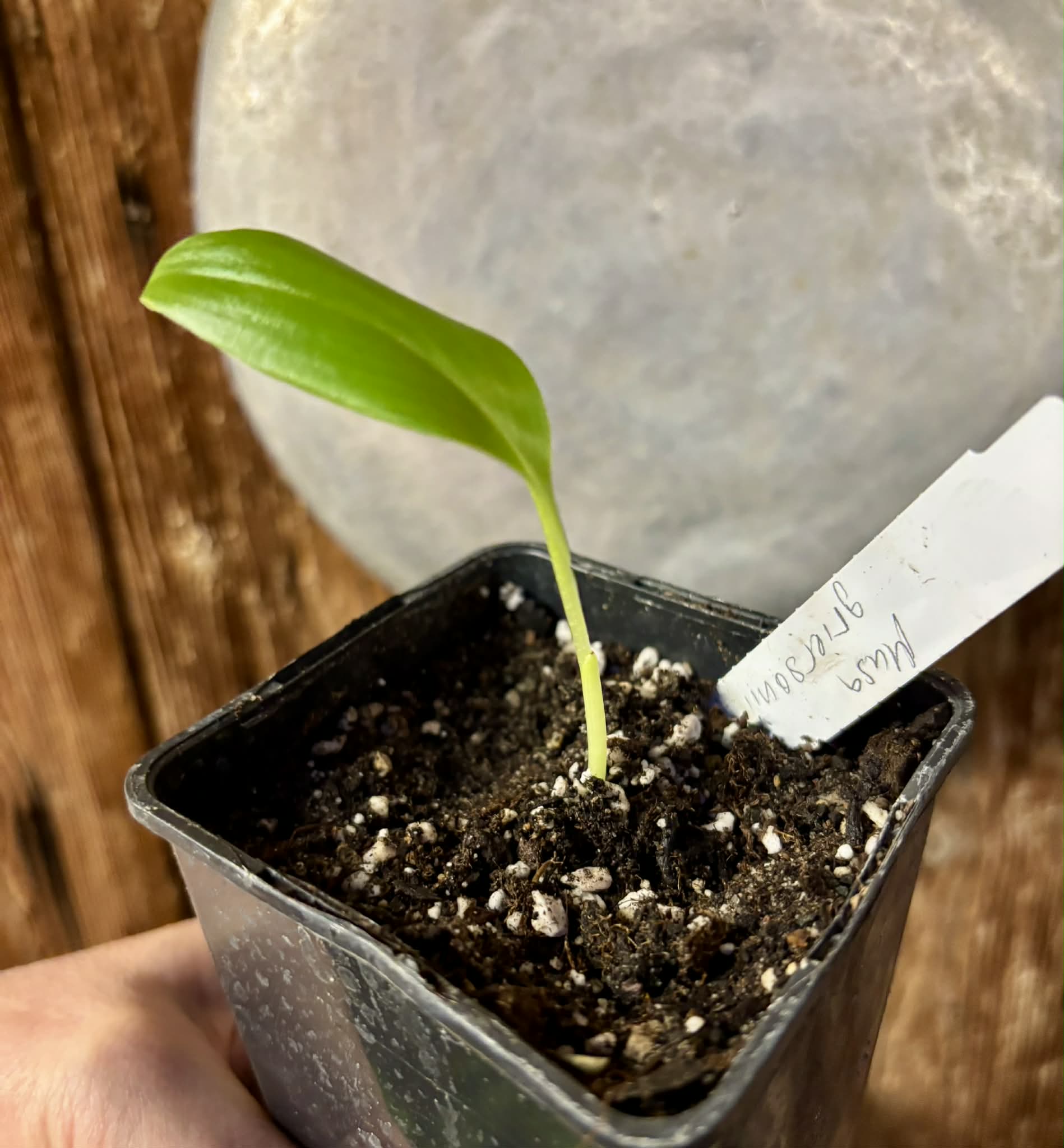Musa griersonii - 1 small potted seedling / 1 kleiner, getopfter Sämling