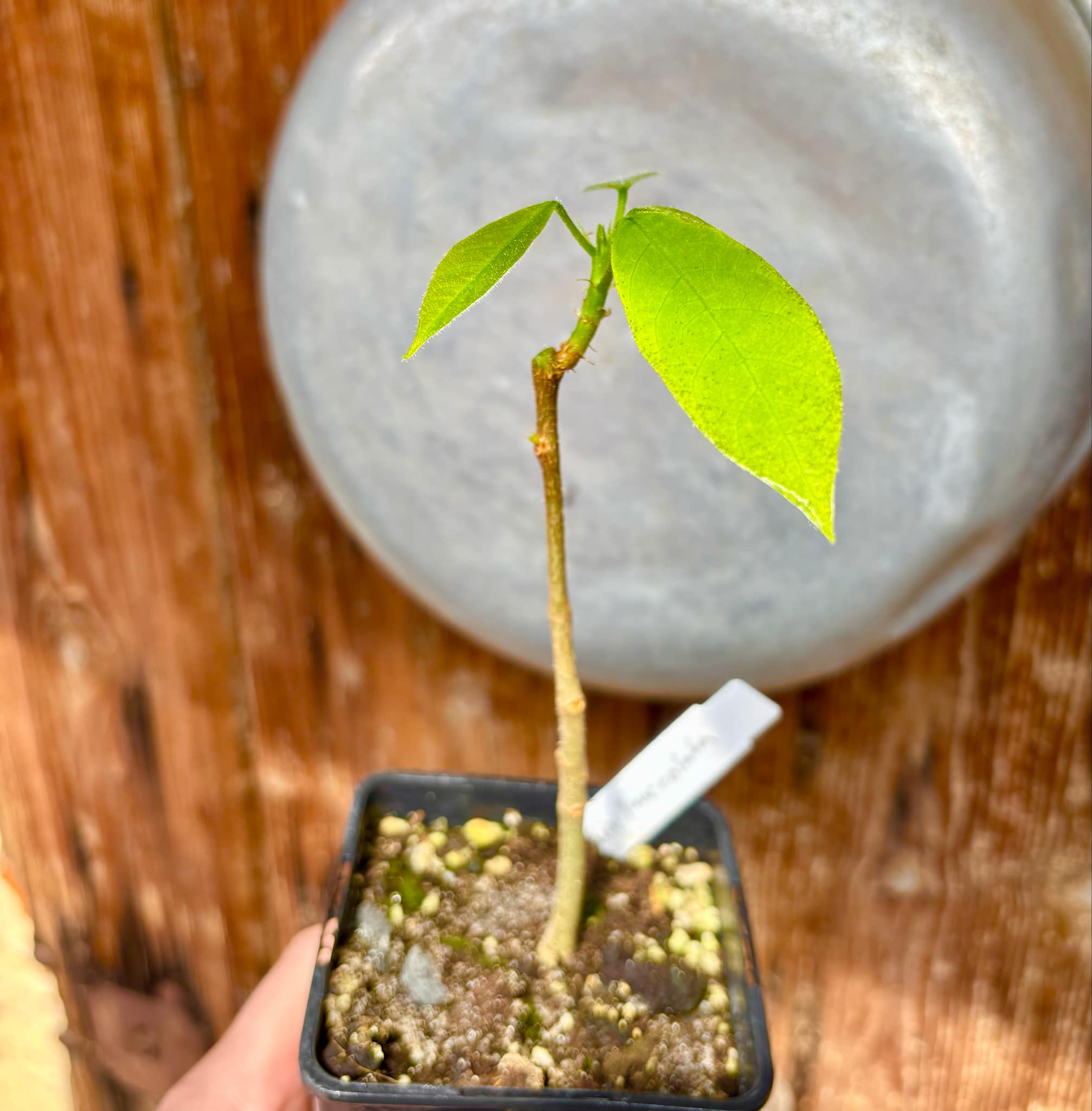 Sterculia lanceolata - 1 potted plant / 1 getopfte Pflanze 
