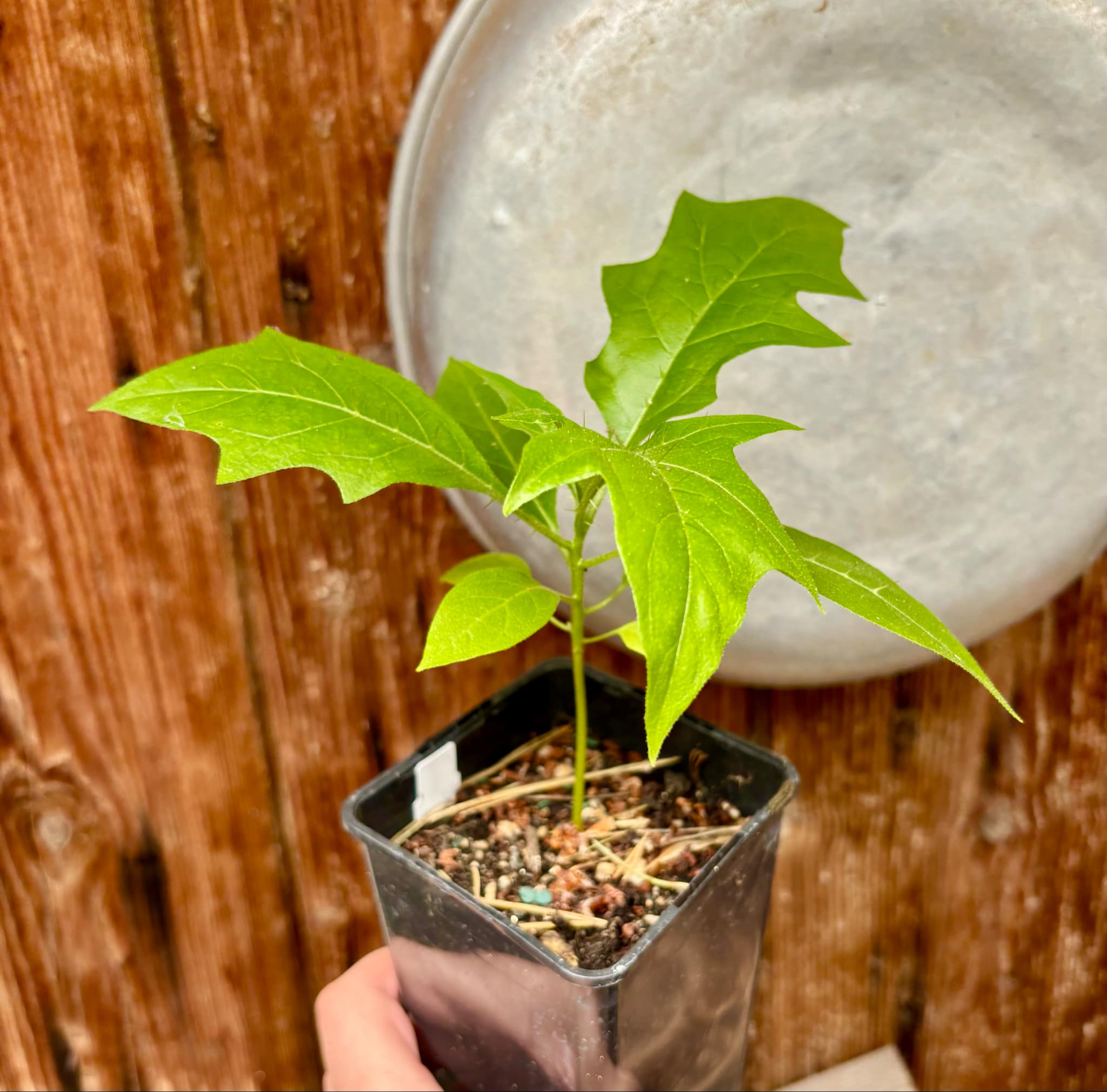 Juá do Jequitinhonha (Solanum schizandrum) - 1 potted seedling / 1 getopfter Sämling