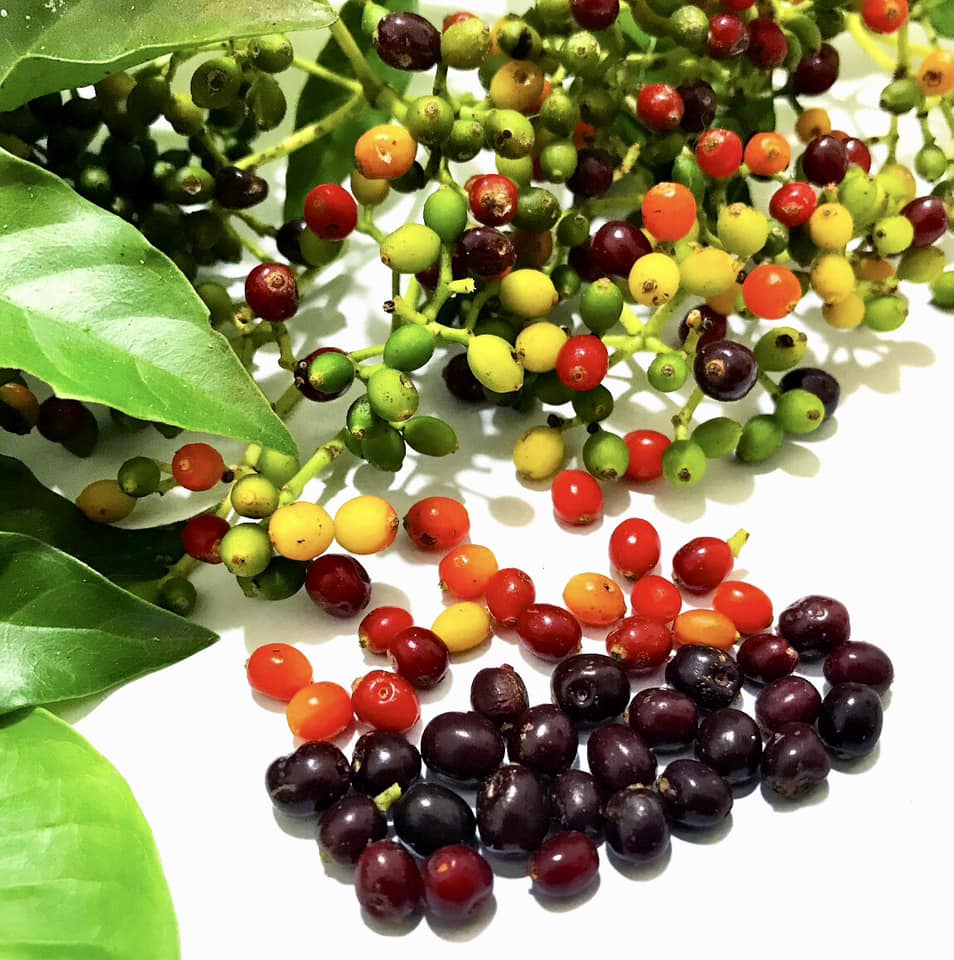  Psychotria carthagenensis - 1 germinated seed /1 gekeimter Samen