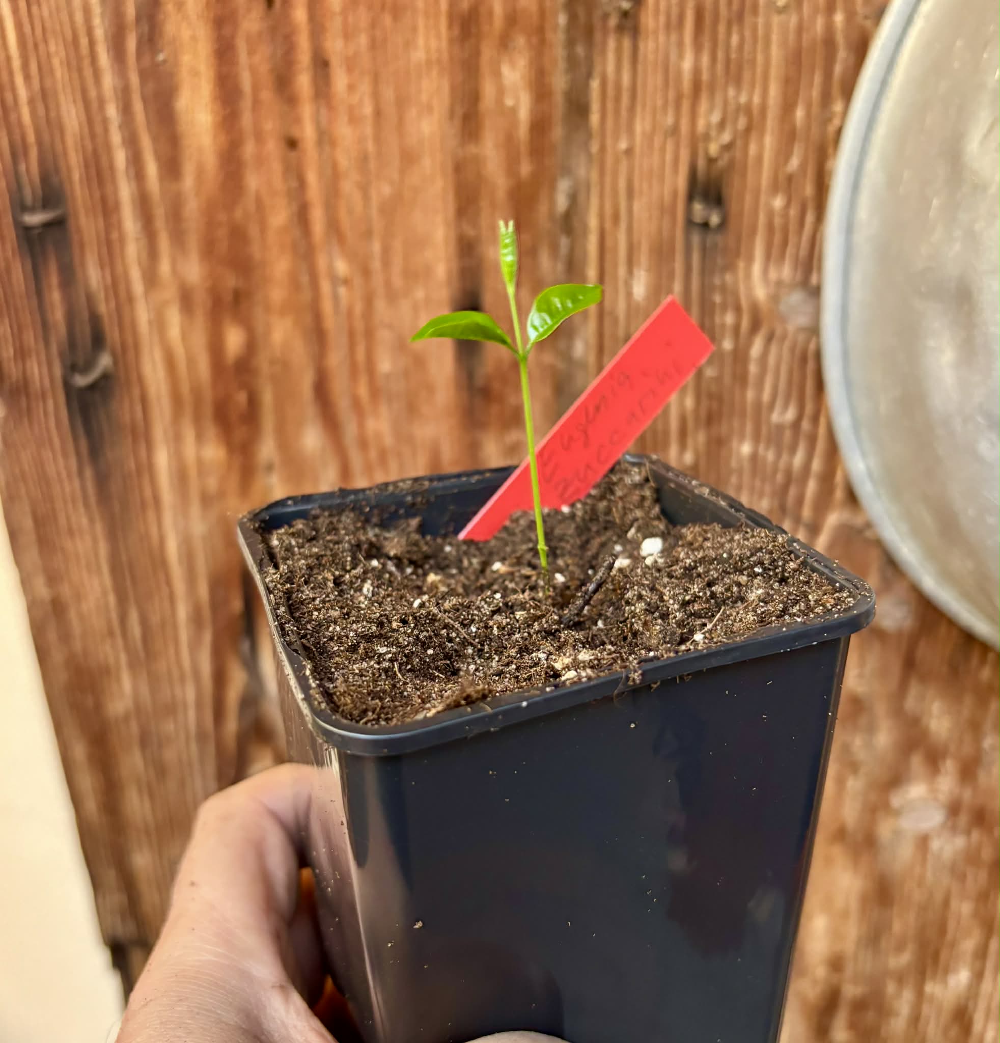 Eugenia zuccarini - 1 potted seedling / 1 getopfter Sämling