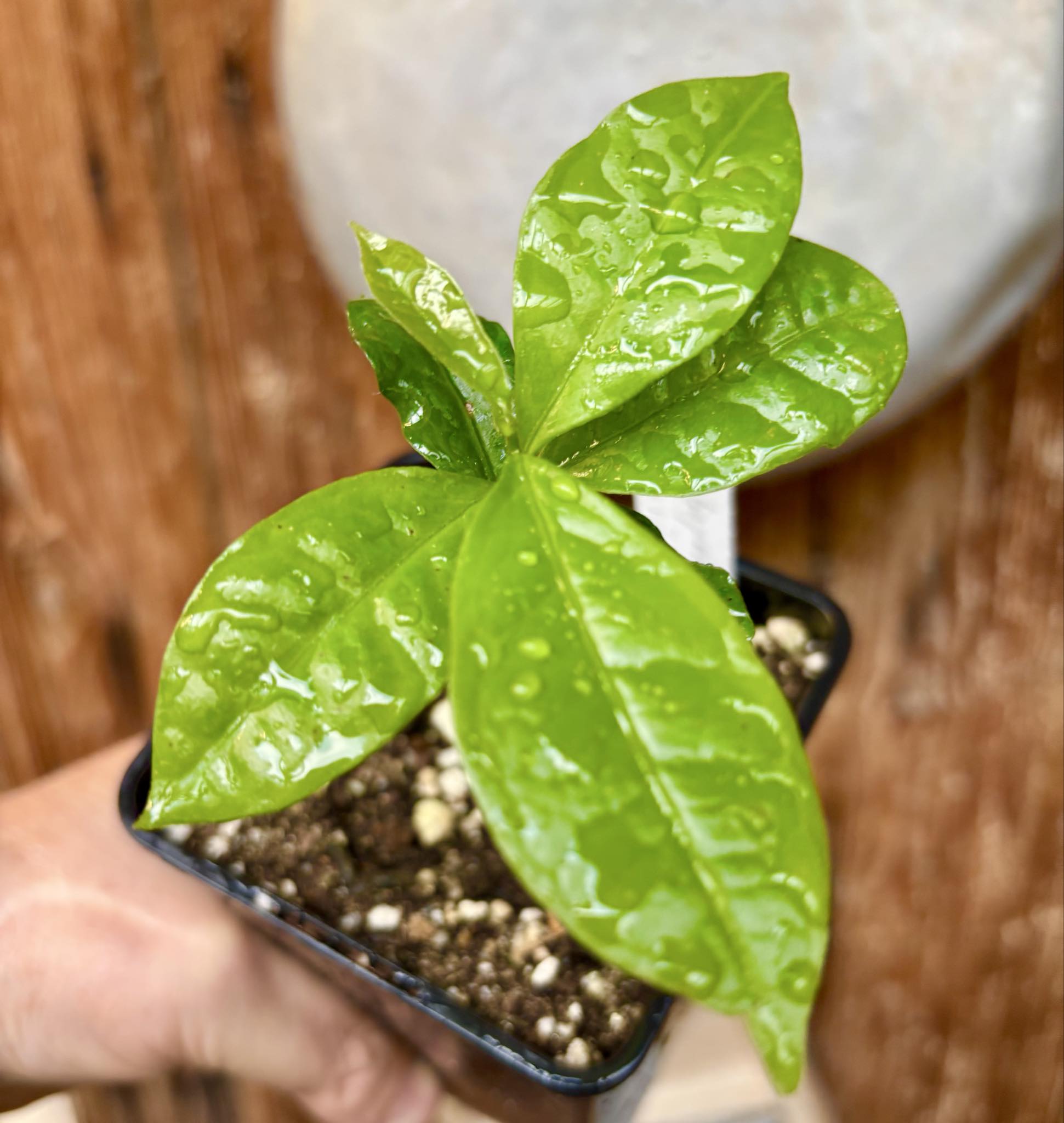 Cymbopetalum brasiliensis - 1 potted seedling / 1 getopfter Sämling