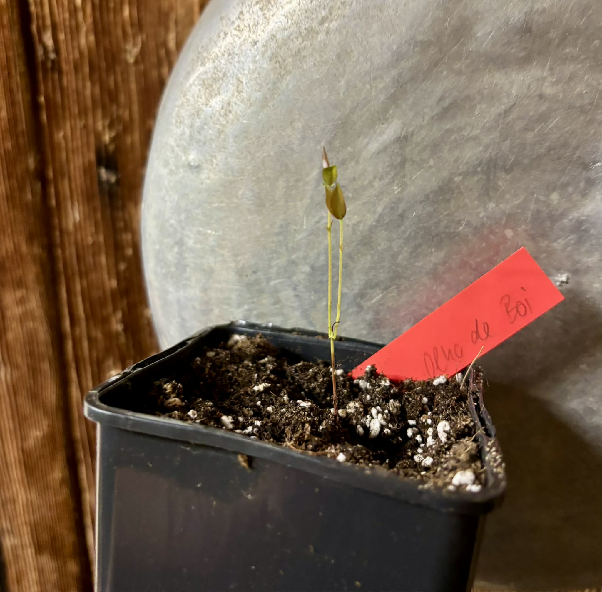 Plinia coronata var. Olho de Boi Seleção - 1 potted seedling / 1 getopfter Sämling