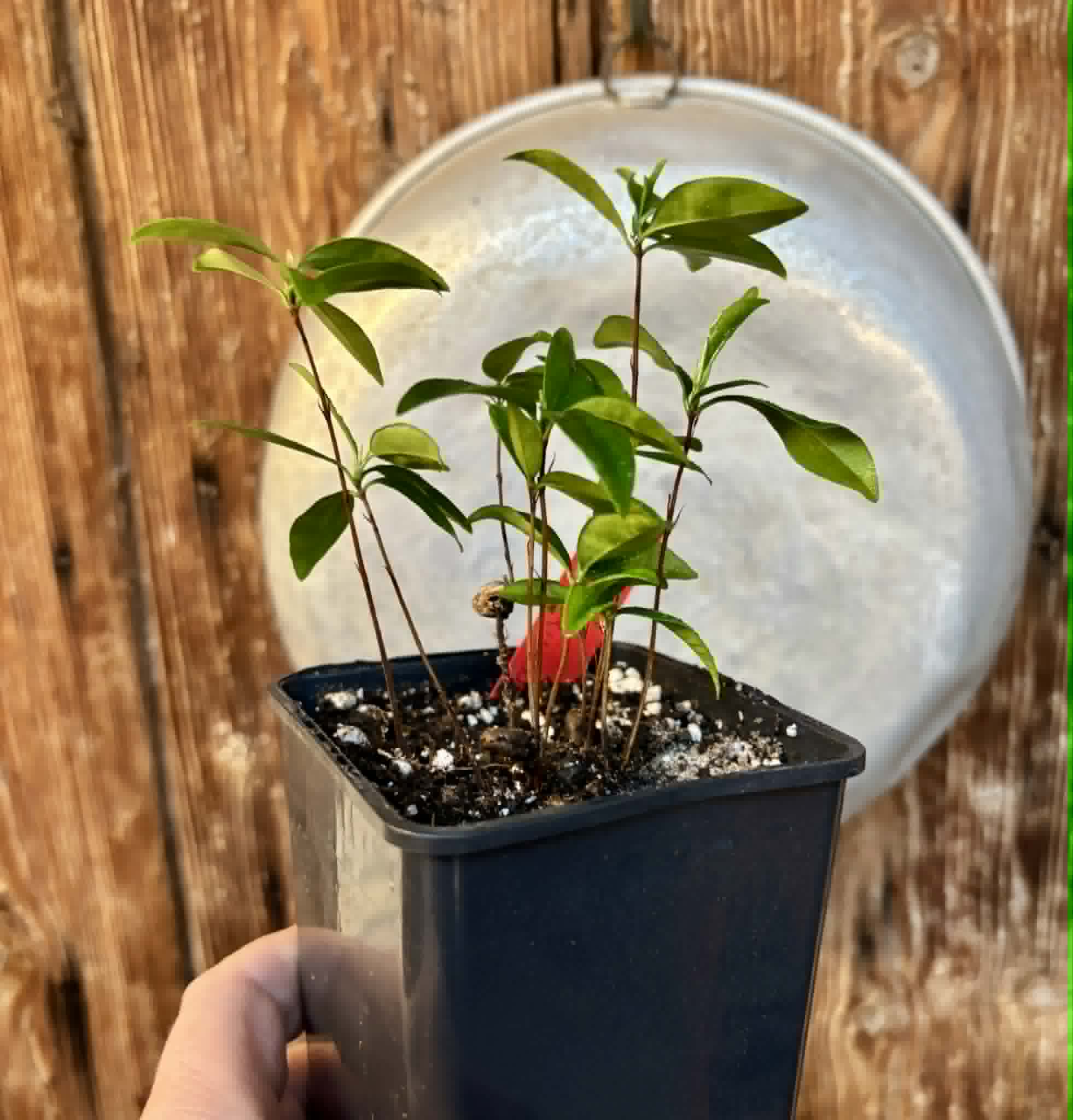 10 in 1 pot - Grumixama (Eugenia brasiliensis) - 10 seedlings in one pot / 10 Sämlinge in einem Topf