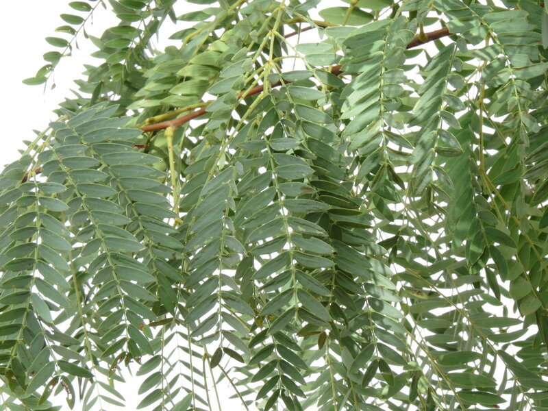 African Mesquite (Prosopis africana) - 2 fresh seeds / 2 frische Samen