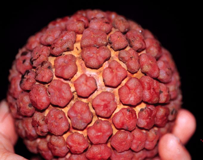 Duguetia lepidota - 1 fresh seed / 1 frischer Samen
