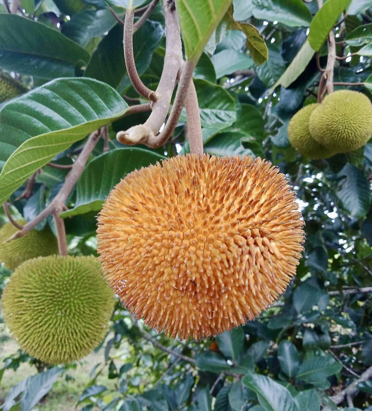 Artocarpus rigidus  -  1 fresh seed / 1 frischer Samen