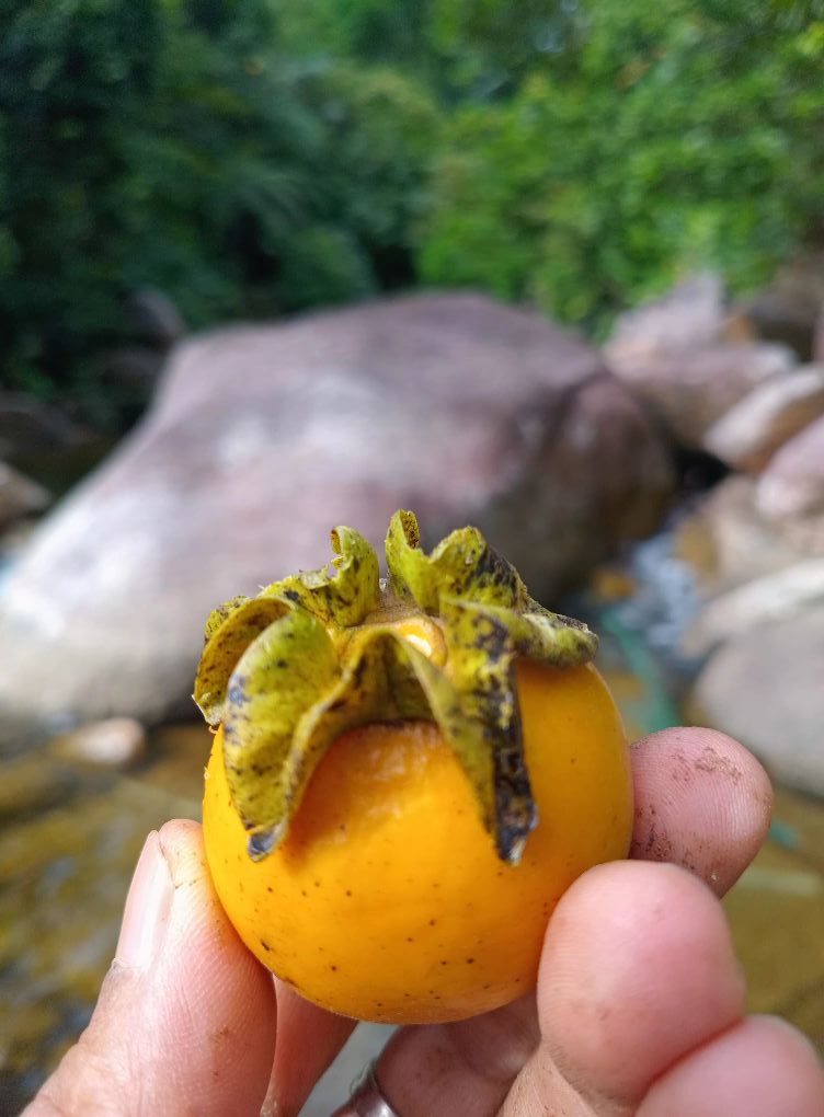 Diospyros hasseltii - 1 germinated seed / 1 gekeimter Samen Diospyros hasseltii - 1 germinated seed / 1 gekeimter Samen